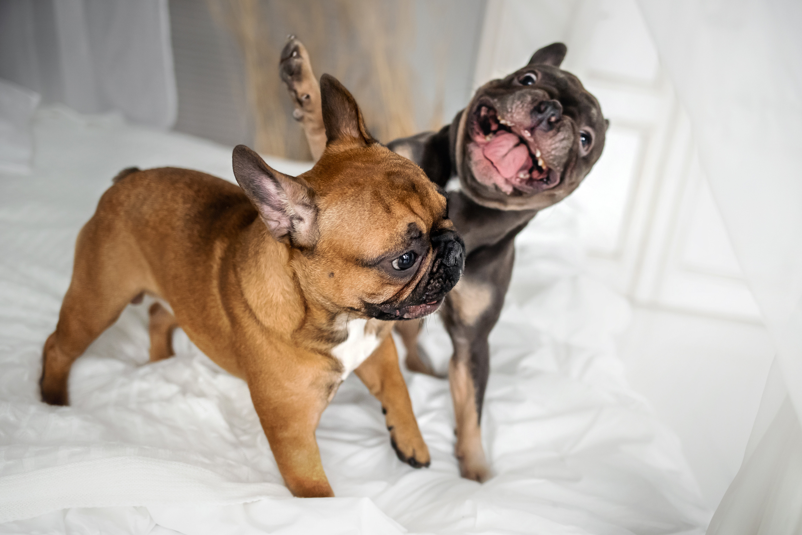 Фотосессия бульдогов Лео и Марса в догфрендли студии