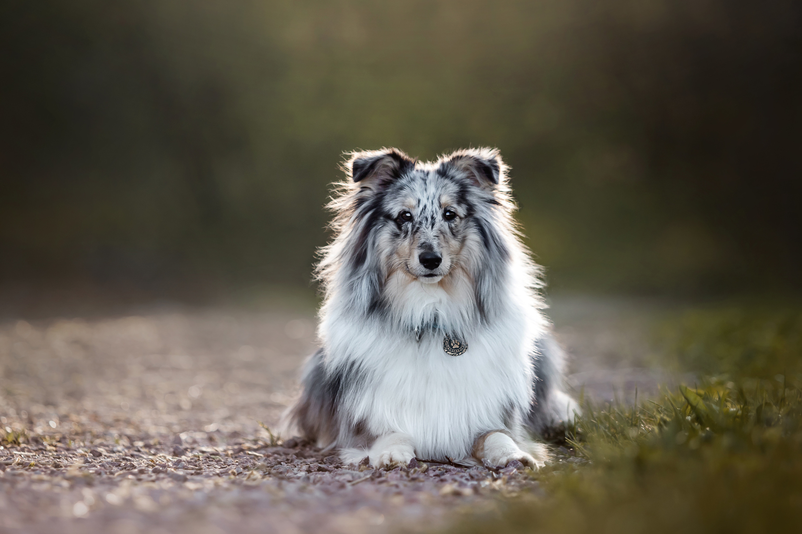 Фотосессия с шелти Скаем
