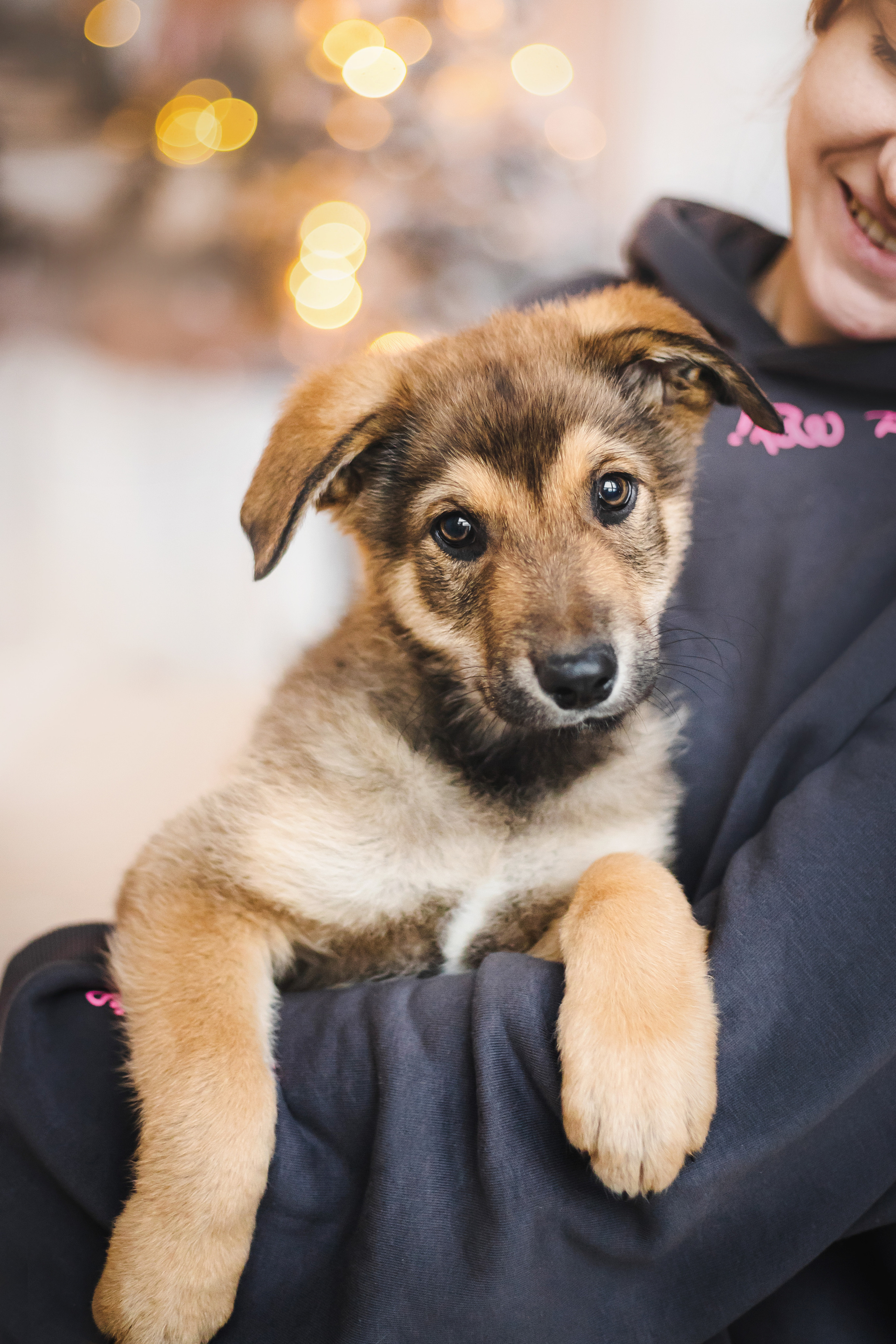 Фотосессия щенков Сатин и Нильс в студии