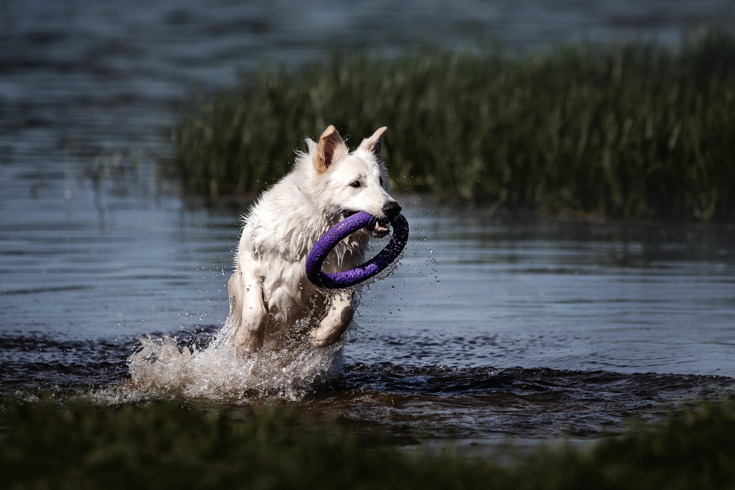 Фотосессия Светы, Юли и Олафа