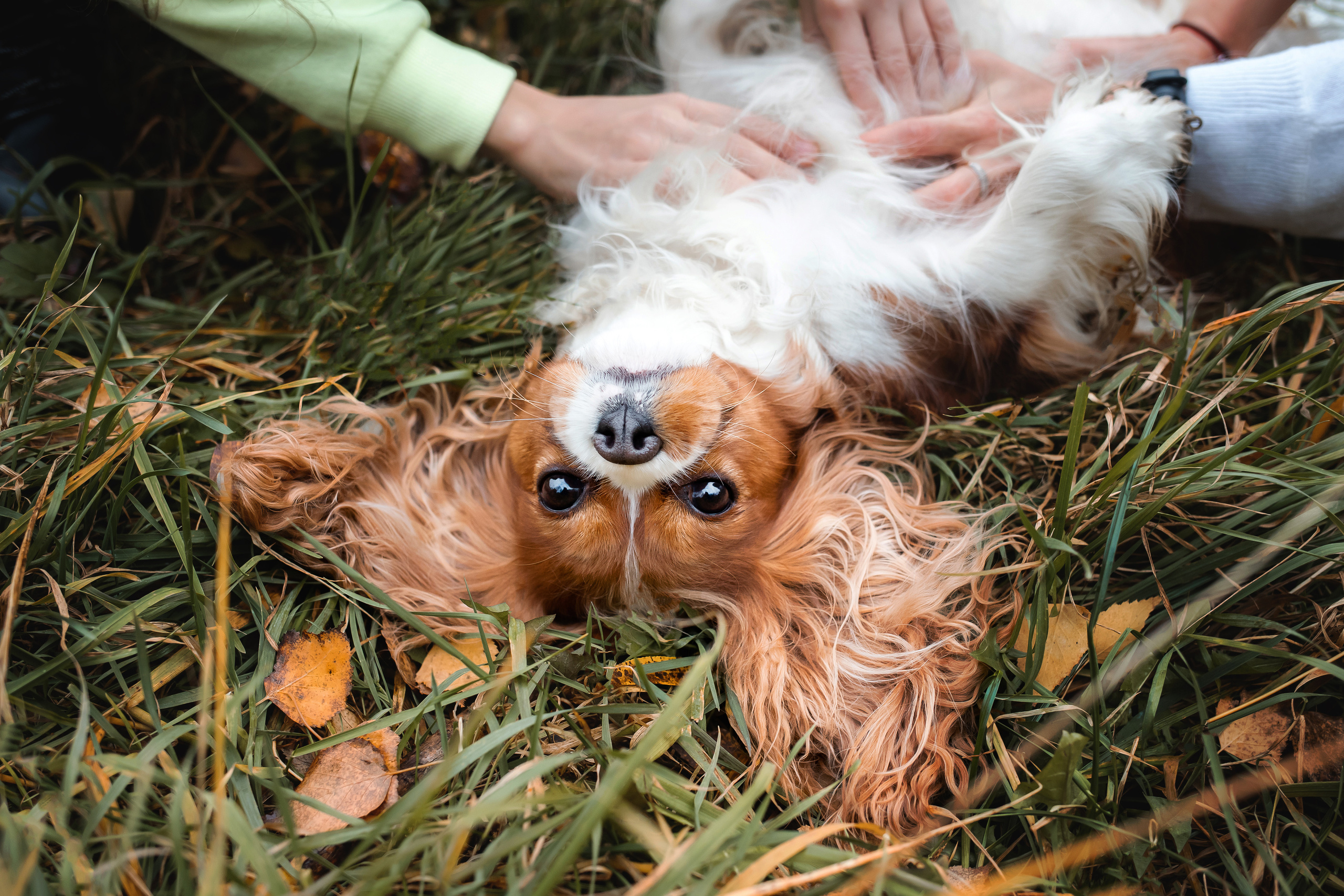 Фотосессия с ребенком и собакой