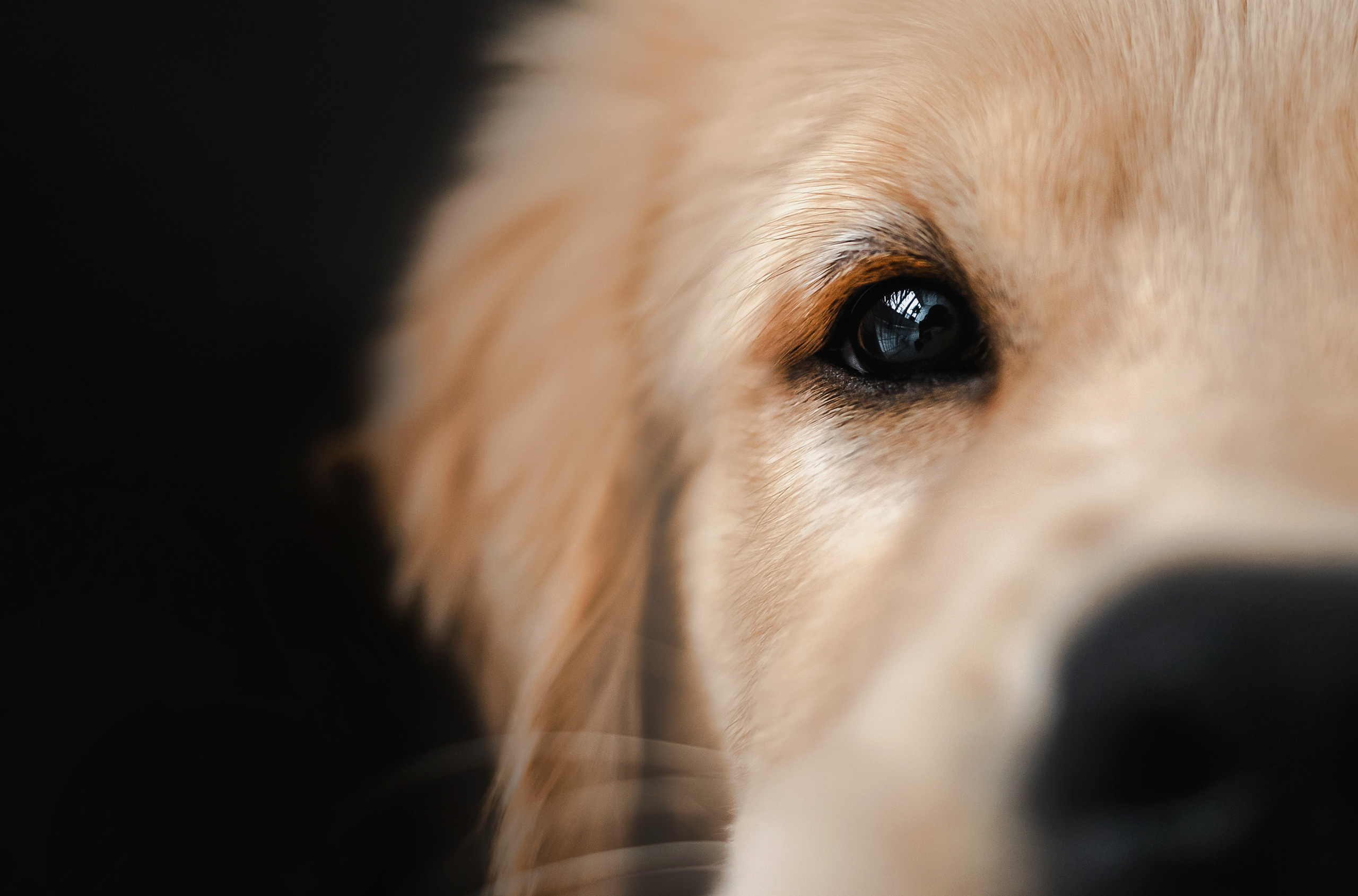 домашняя фотосессия с щенком