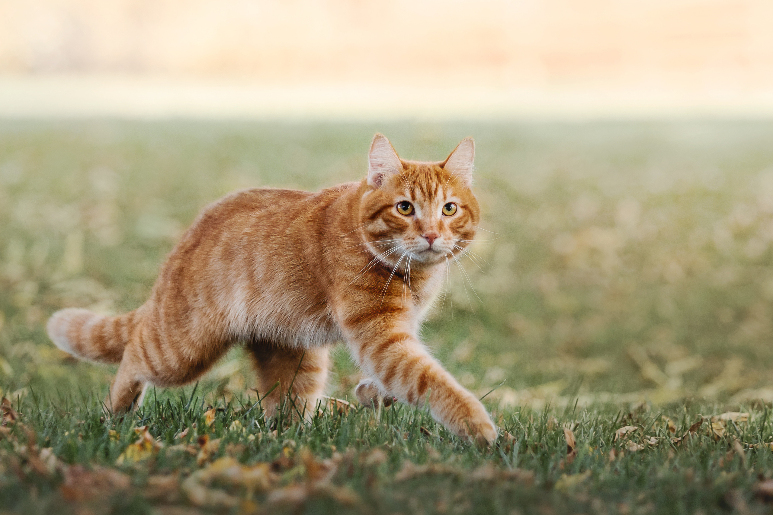 Фотосессия с собакой и котом. Ира, йорк Филя и кот Леброн