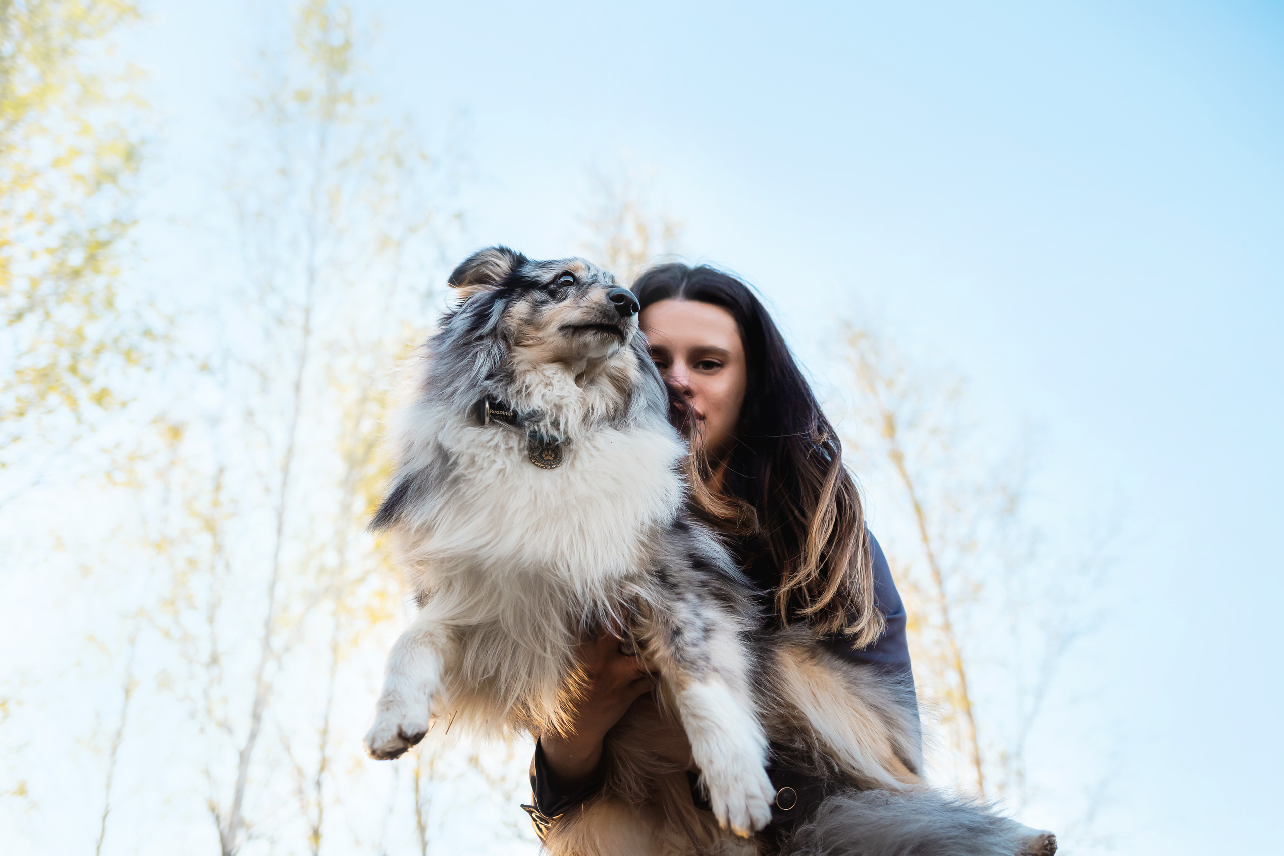 Фотосессия с шелти Скаем