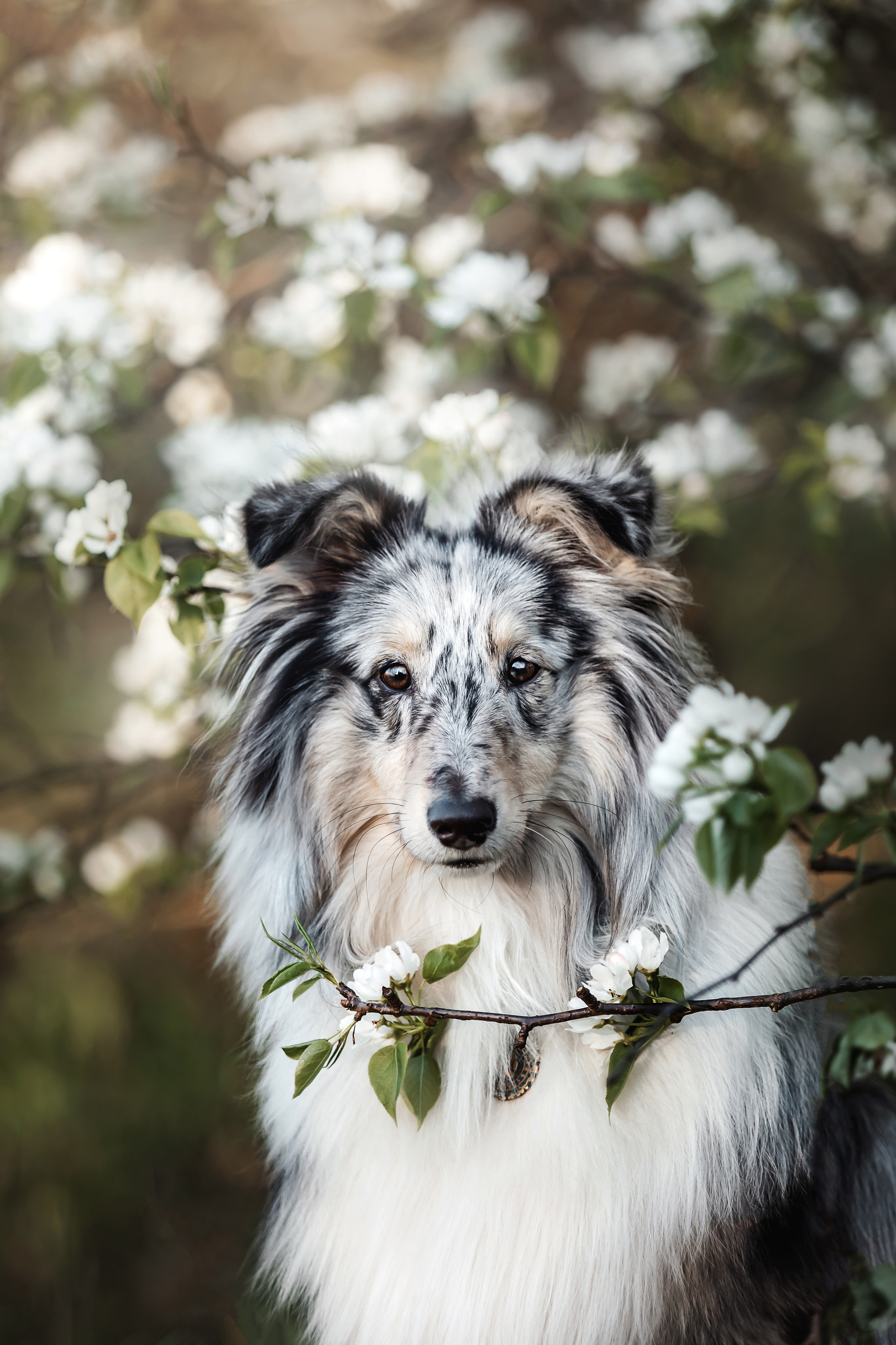 Фотосессия с шелти Скаем