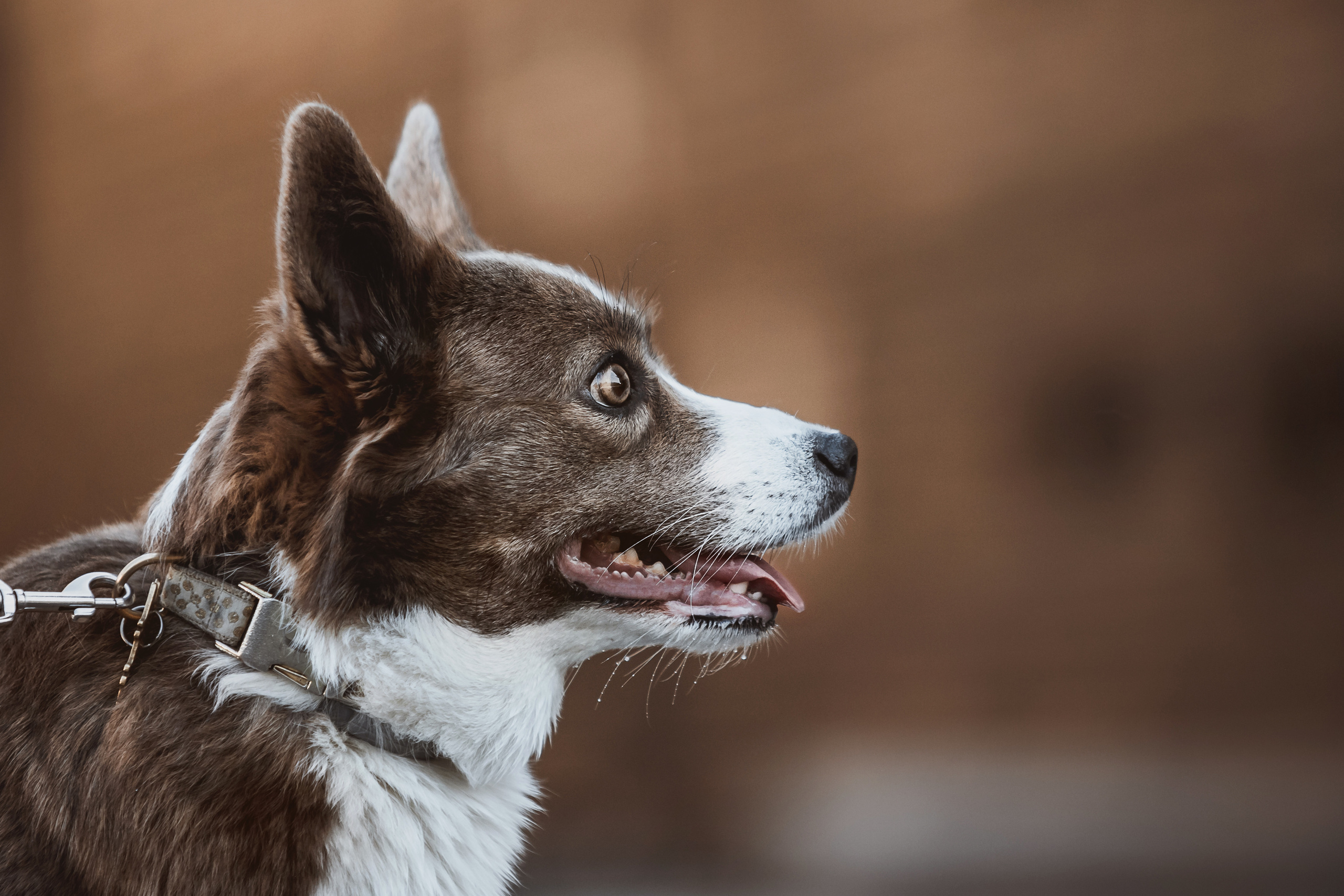 Кристина и Лулуди