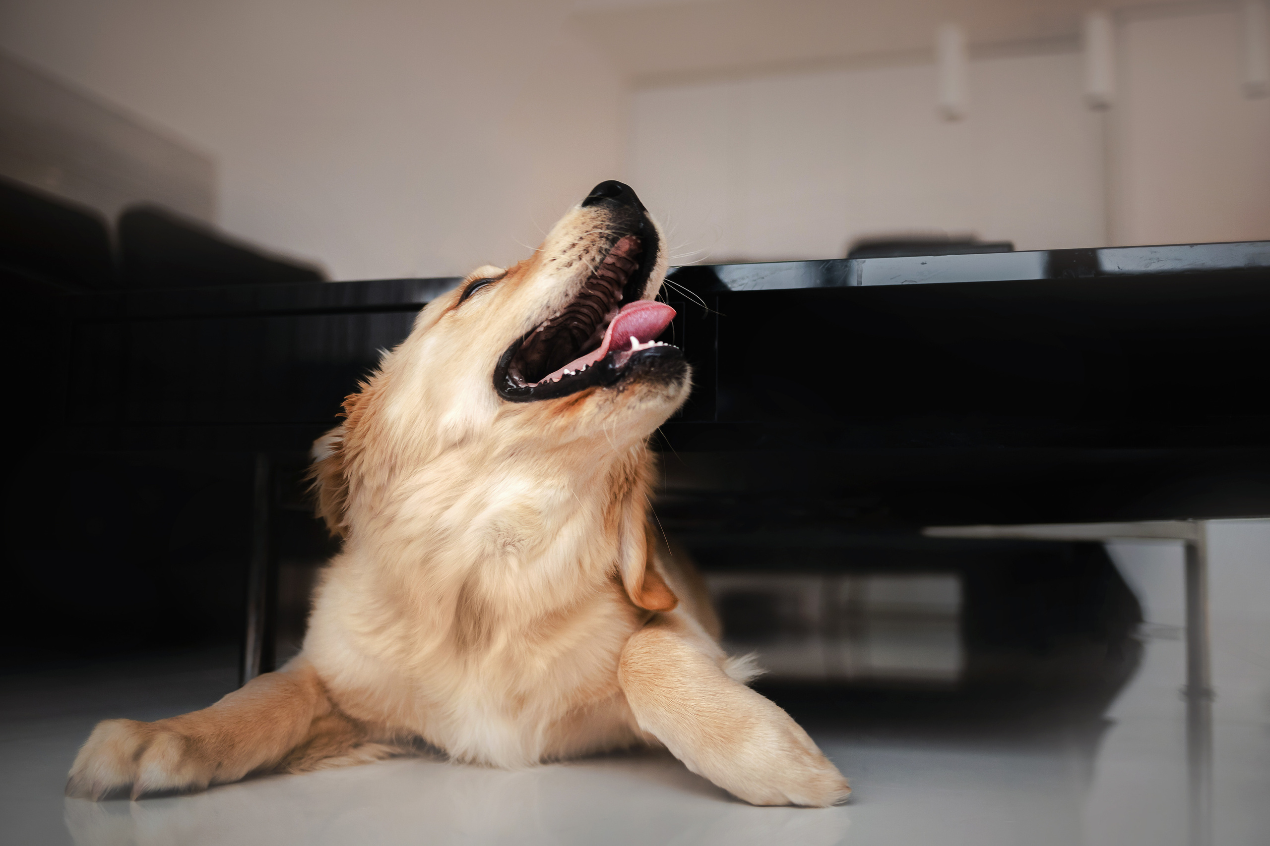 домашняя фотосессия с щенком