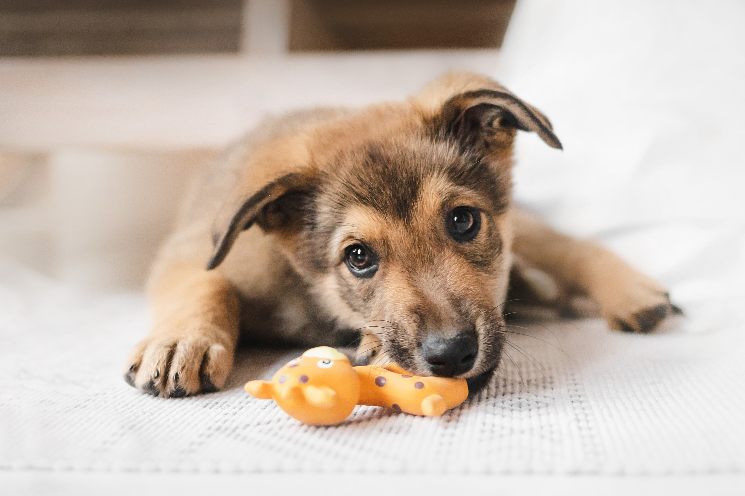 Фотосессия щенков Сатин и Нильс в студии