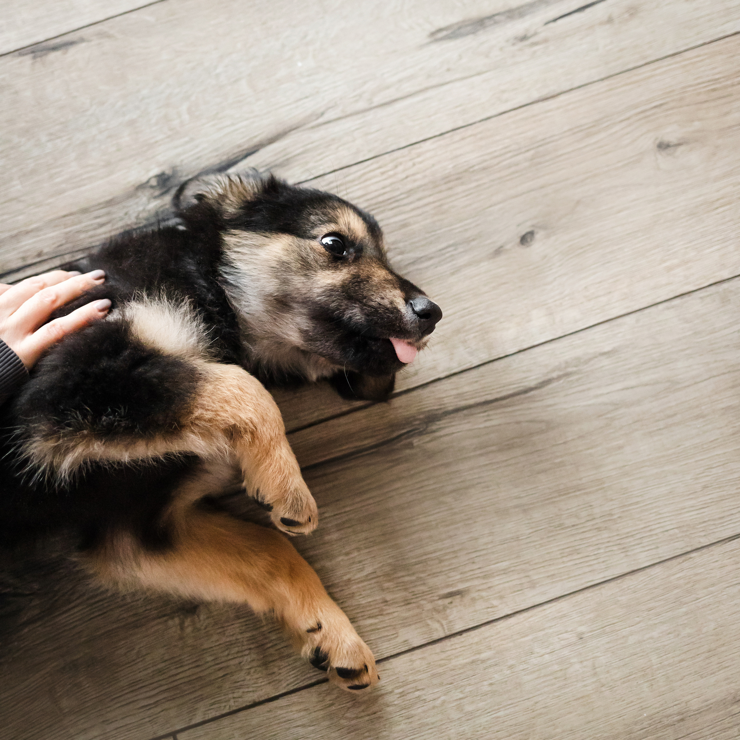 Фотосессия щенков Сатин и Нильс в студии