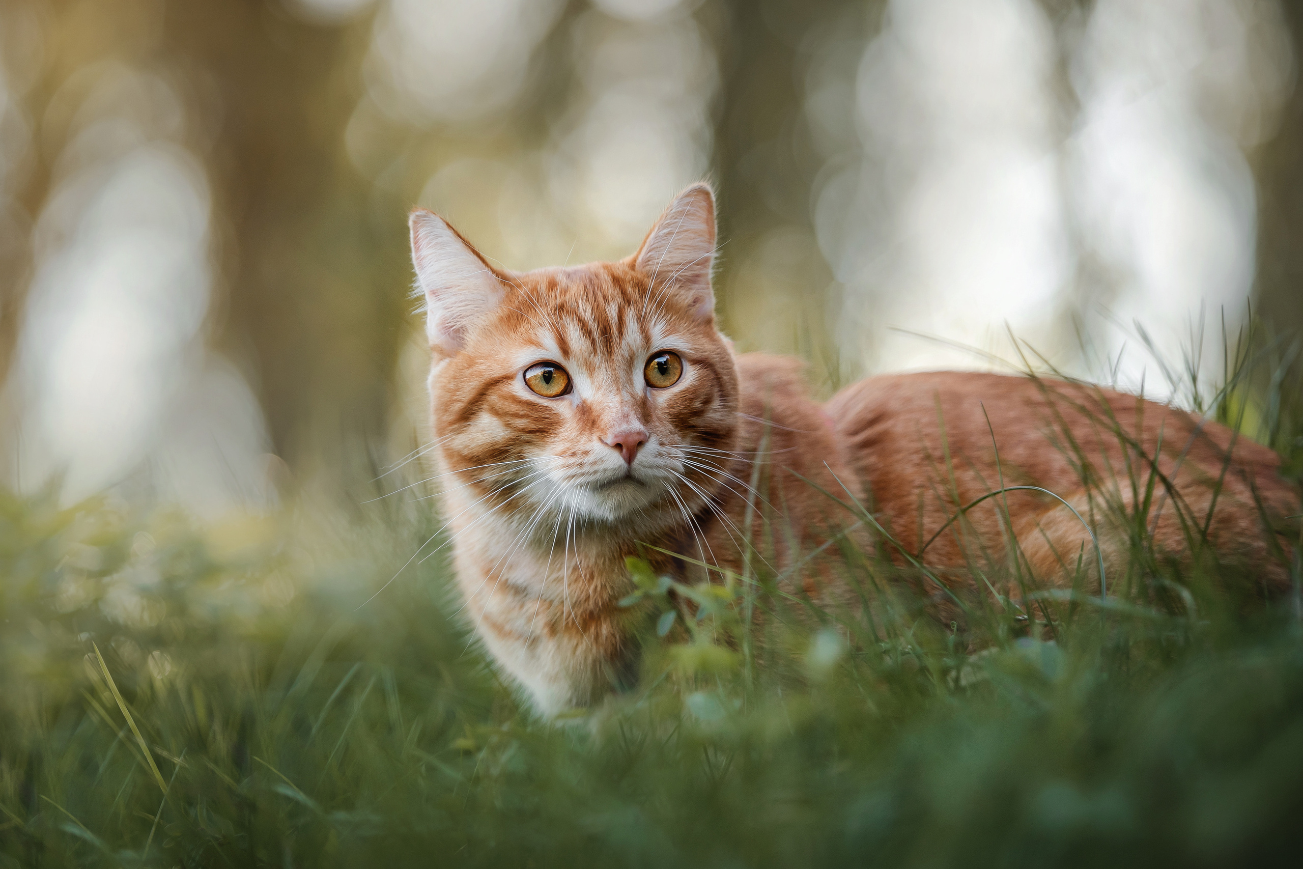 Фотосессия с собакой и котом. Ира, йорк Филя и кот Леброн