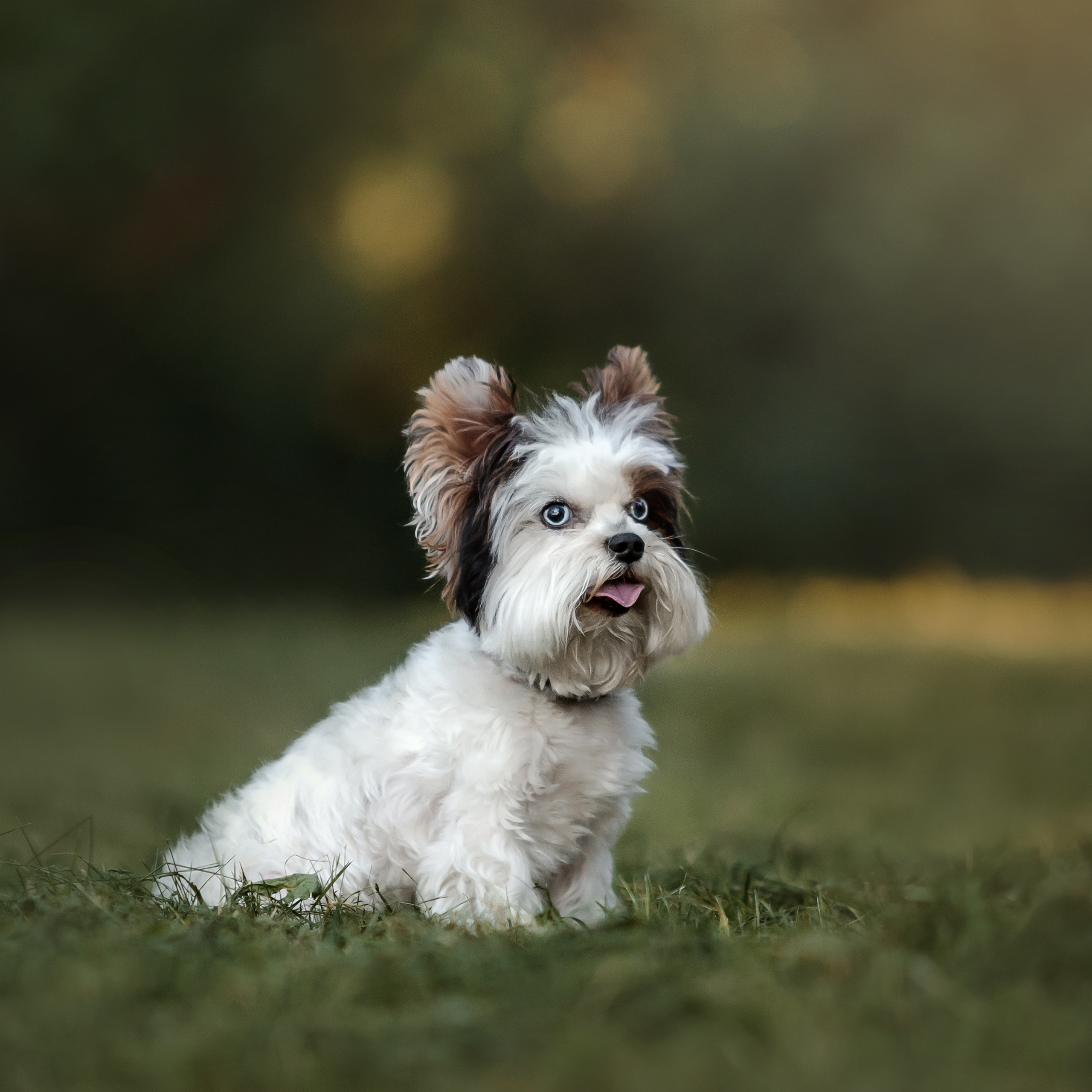 Фотосессия Урсы, Йоши и их семьи