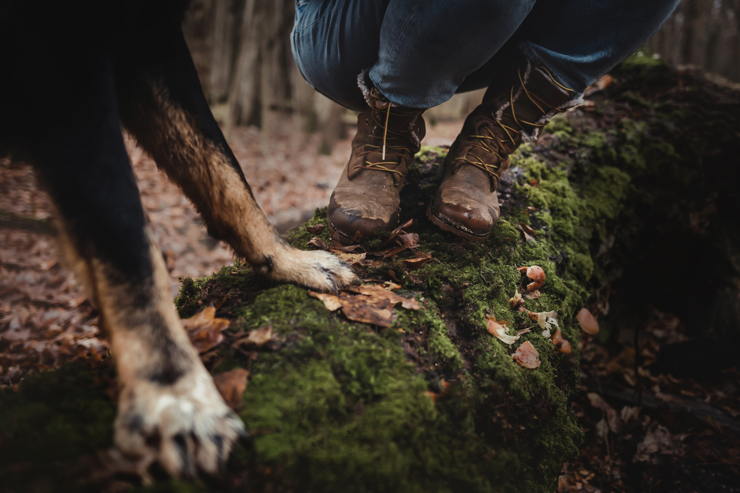 Фотосессия с собакой Фелик