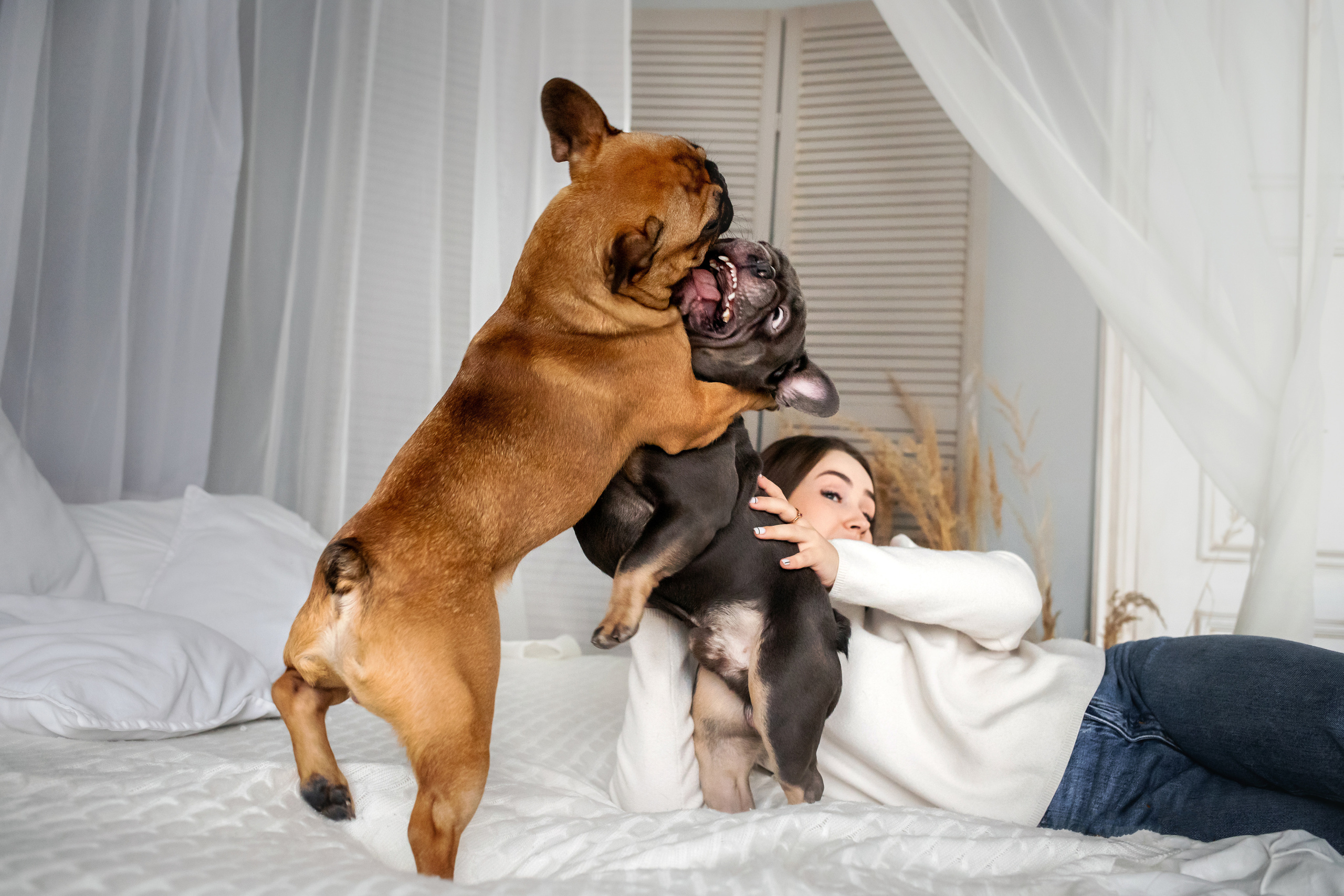 Фотосессия бульдогов Лео и Марса в догфрендли студии