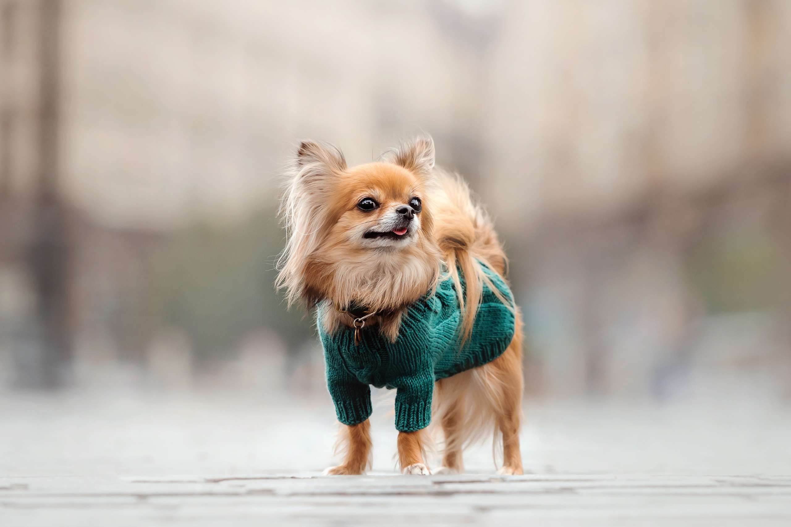 Фотосессия с чихуахуа в центре Москвы