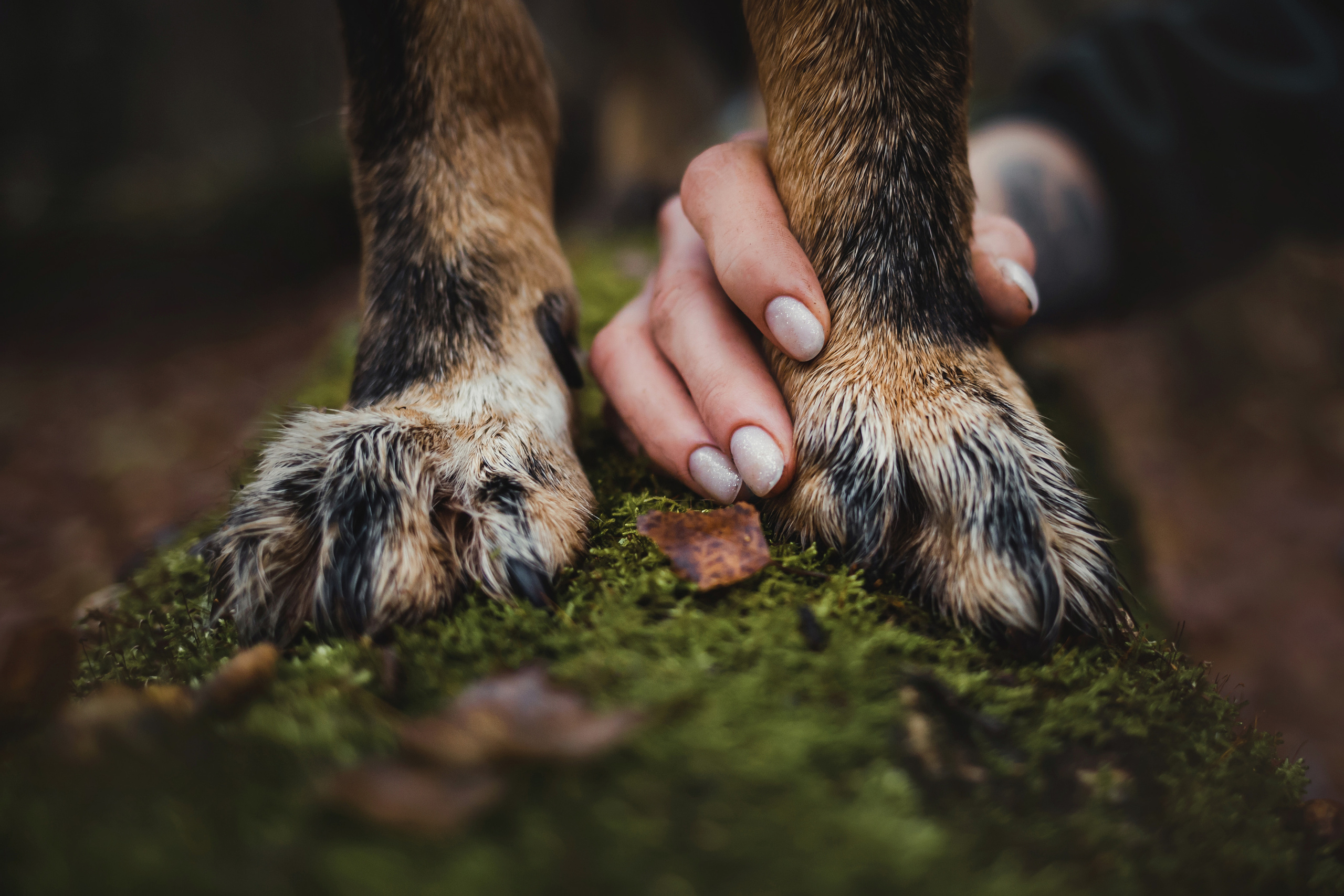 Фотосессия с собакой Фелик