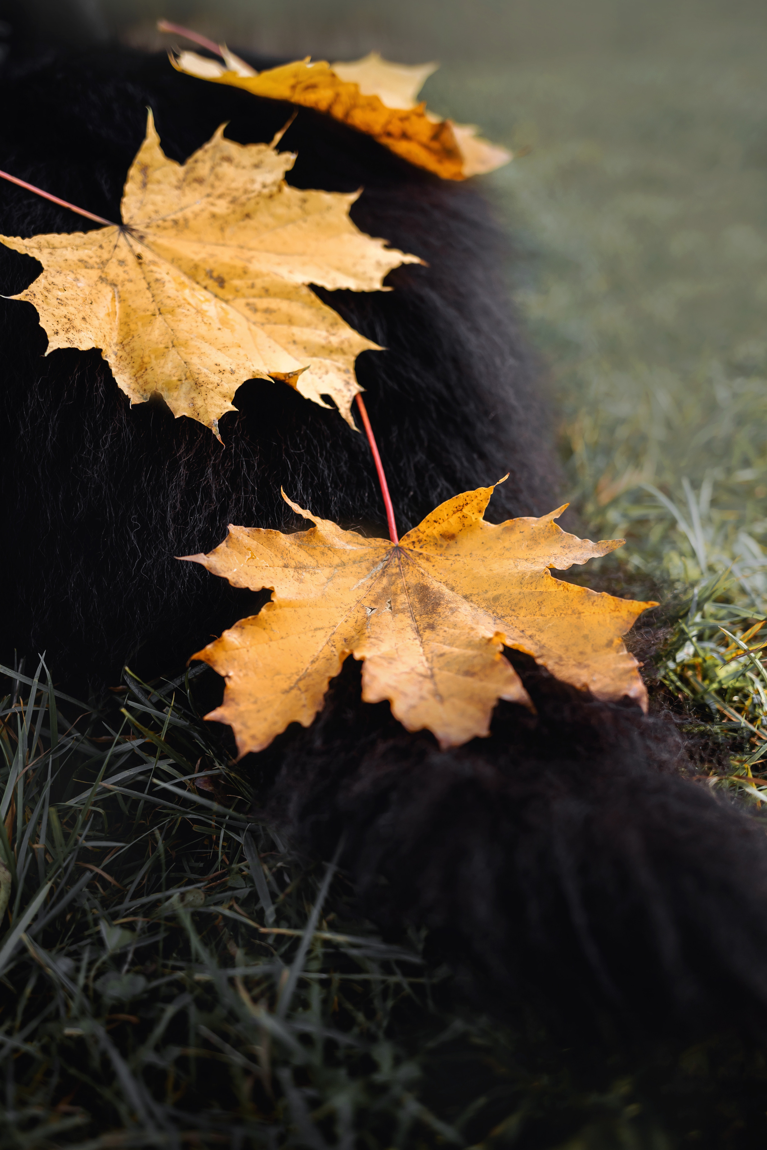 Фотосессия с грюнендалем Йаррхи