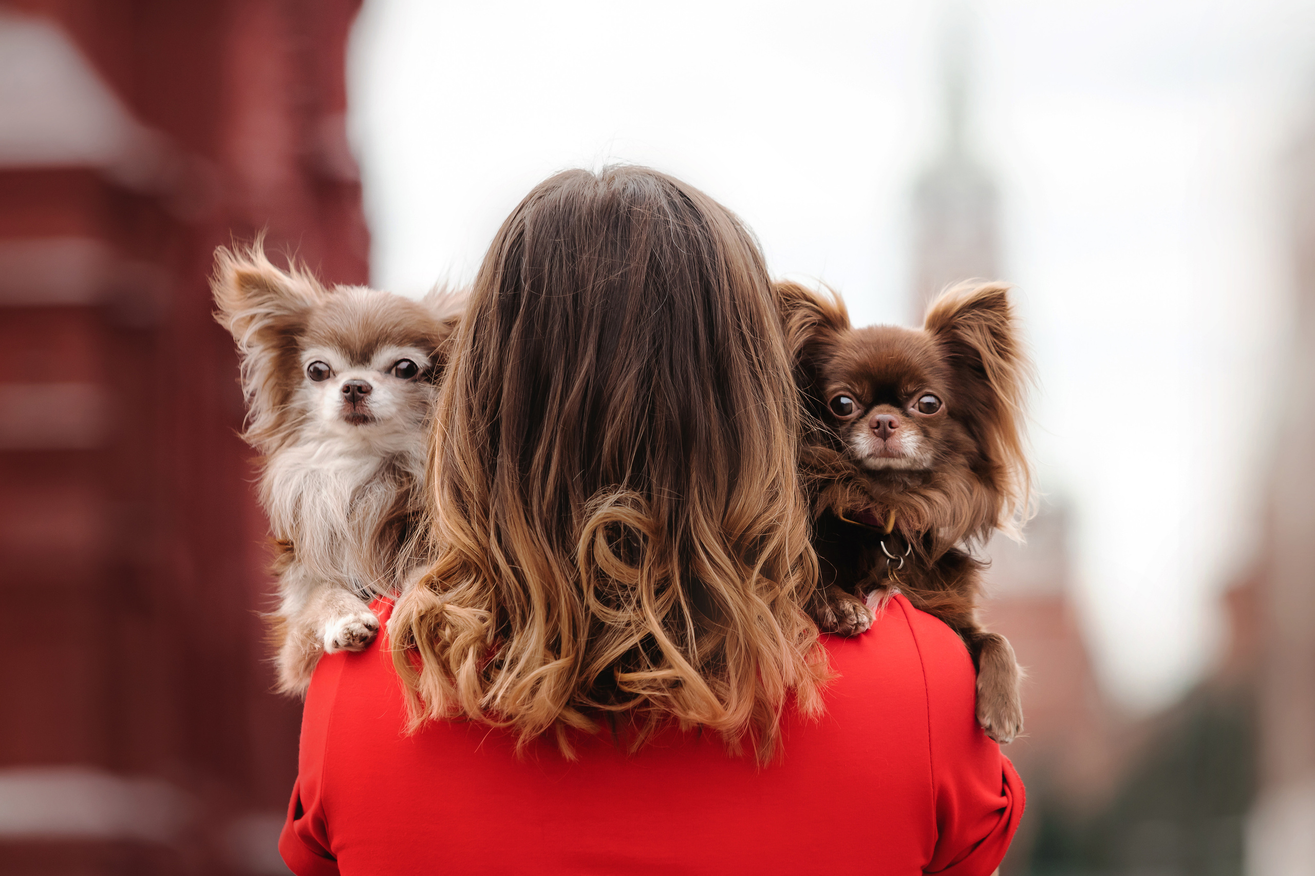 Фотосессия с чихуахуа в центре Москвы