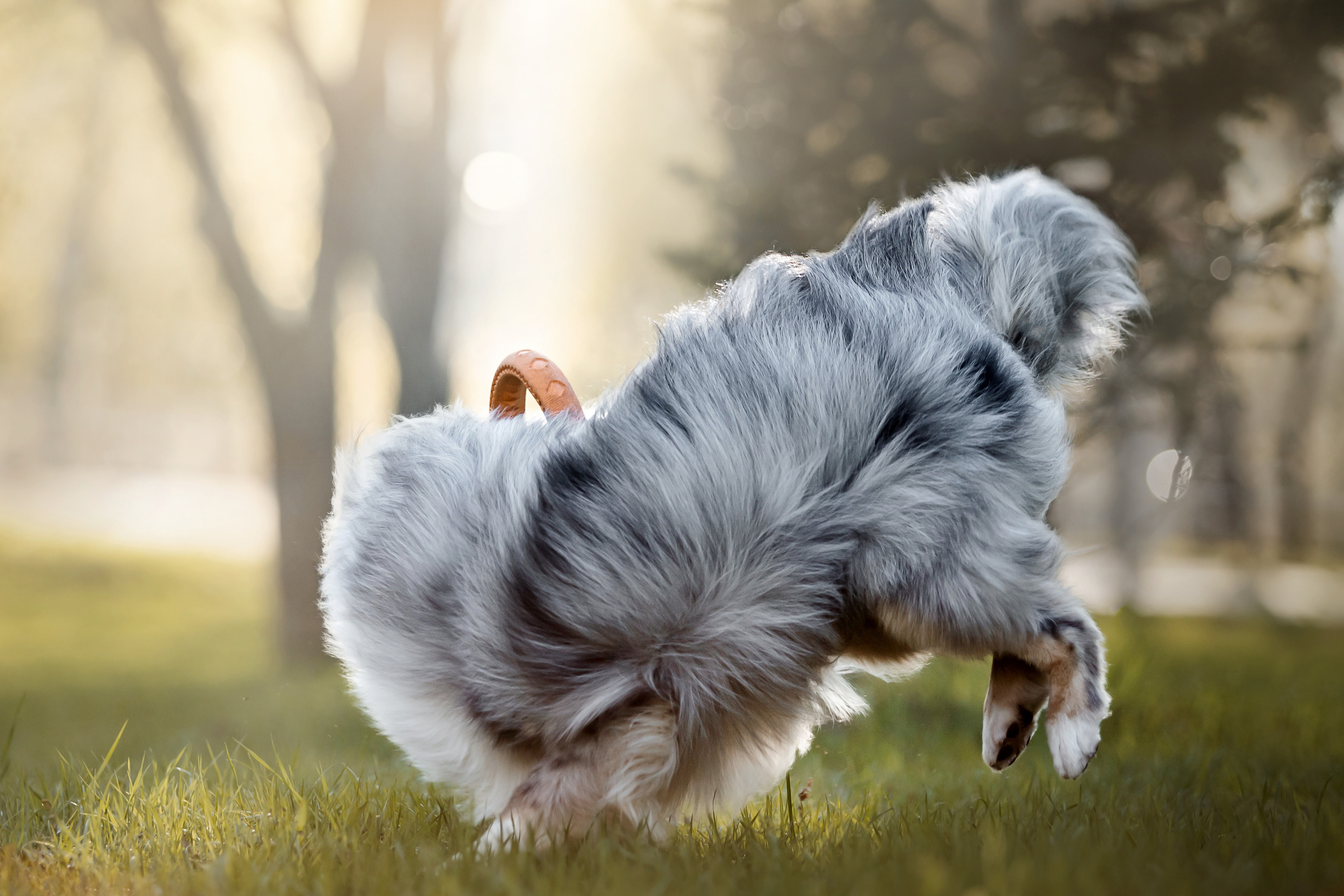 Фотосессия с шелти Скаем