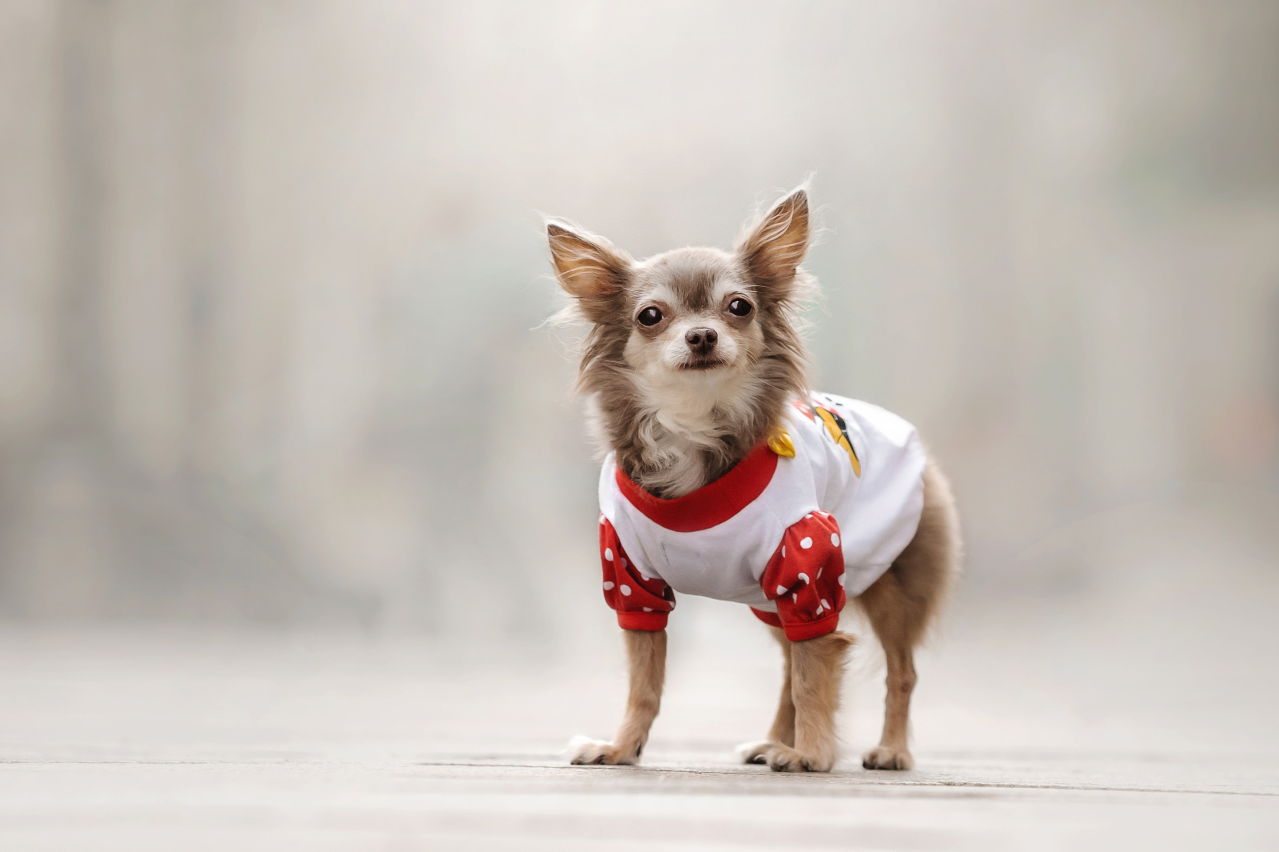 Фотосессия с чихуахуа в центре Москвы