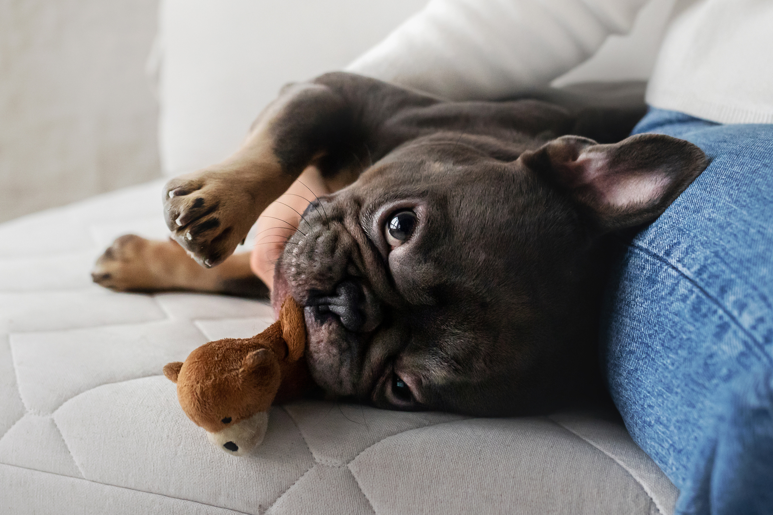 Фотосессия бульдогов Лео и Марса в догфрендли студии