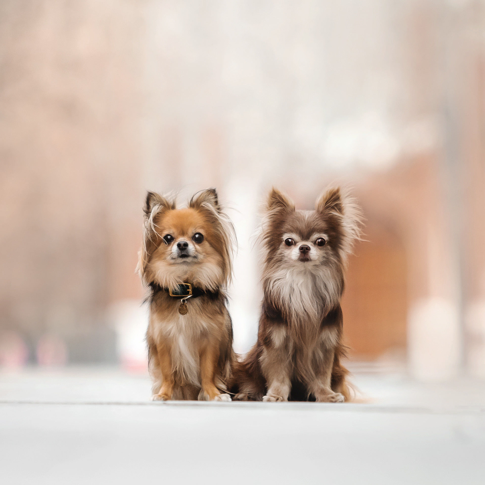 Фотосессия с чихуахуа в центре Москвы