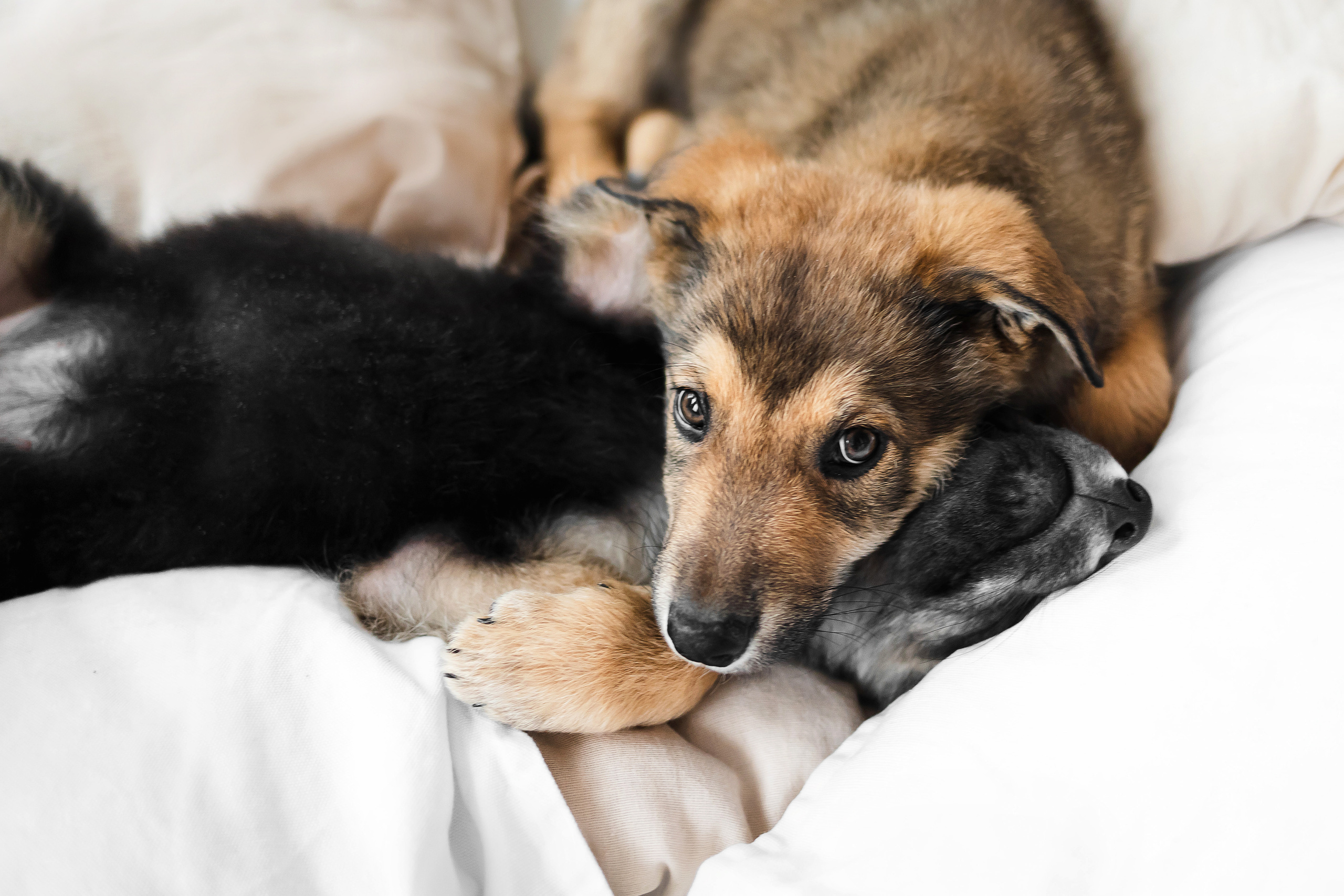 Фотосессия щенков Сатин и Нильс в студии