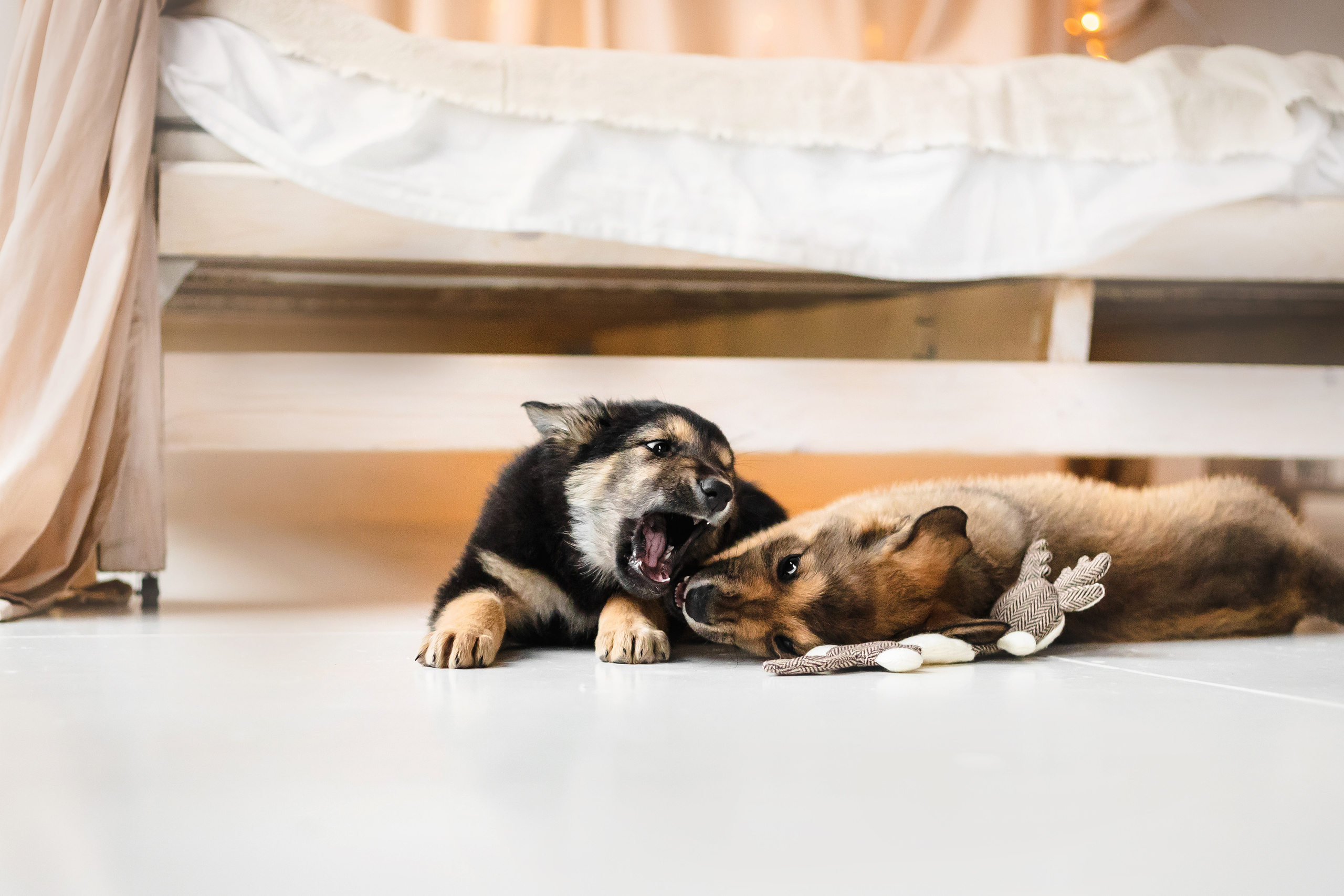 Фотосессия щенков Сатин и Нильс в студии