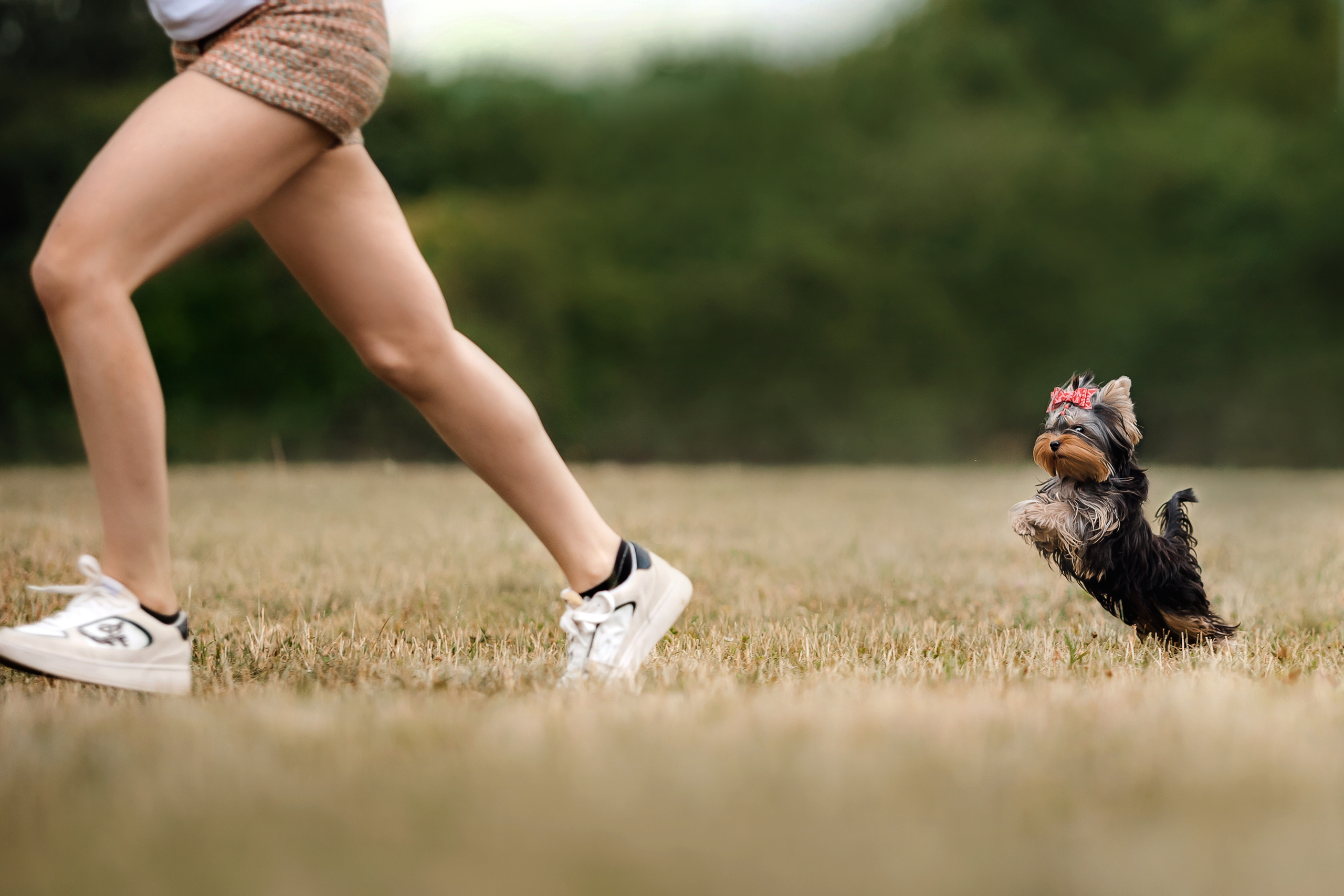 Фотосессия йорка Юли и ее семья