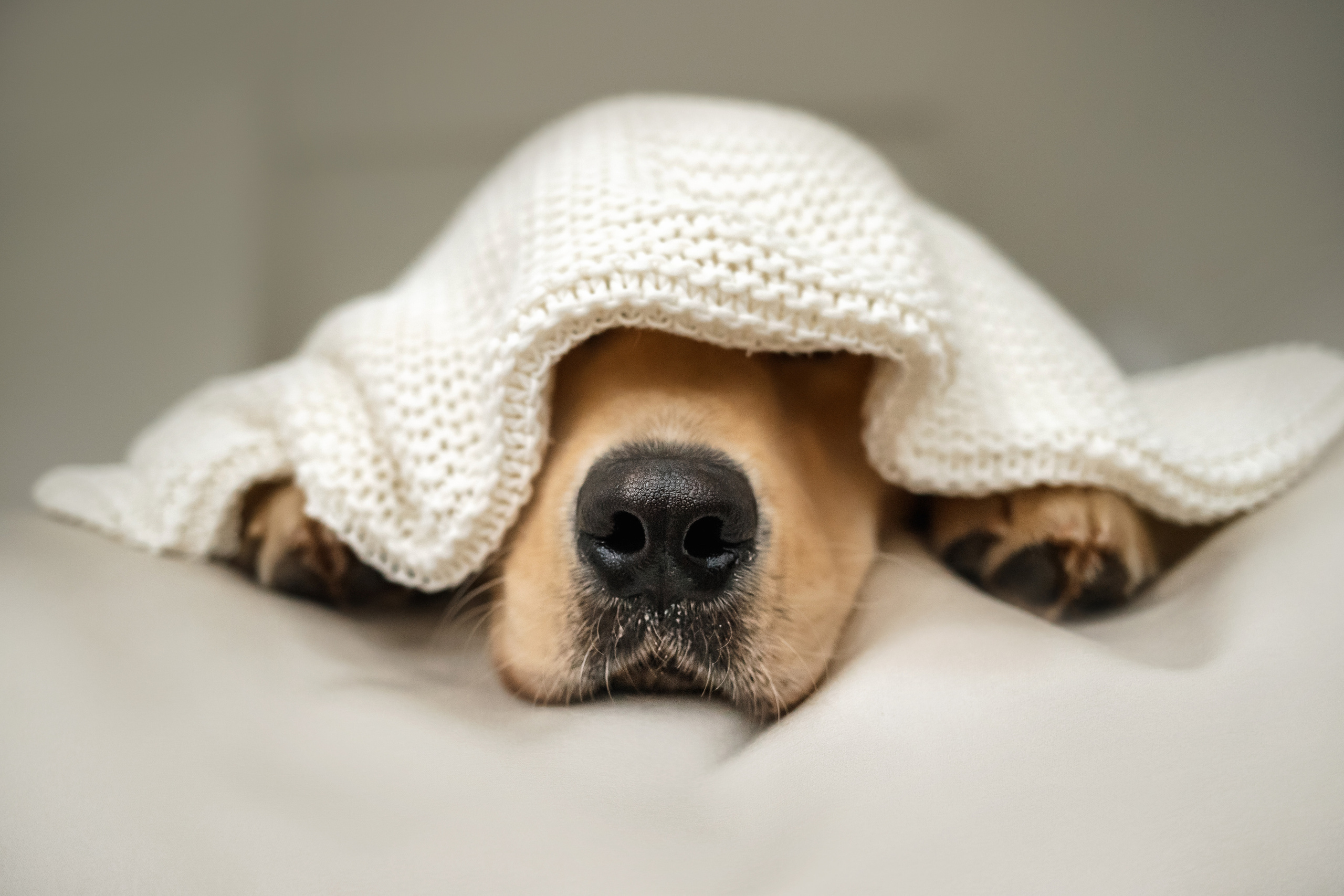 Фотосессия с щенком золотистого ретривера