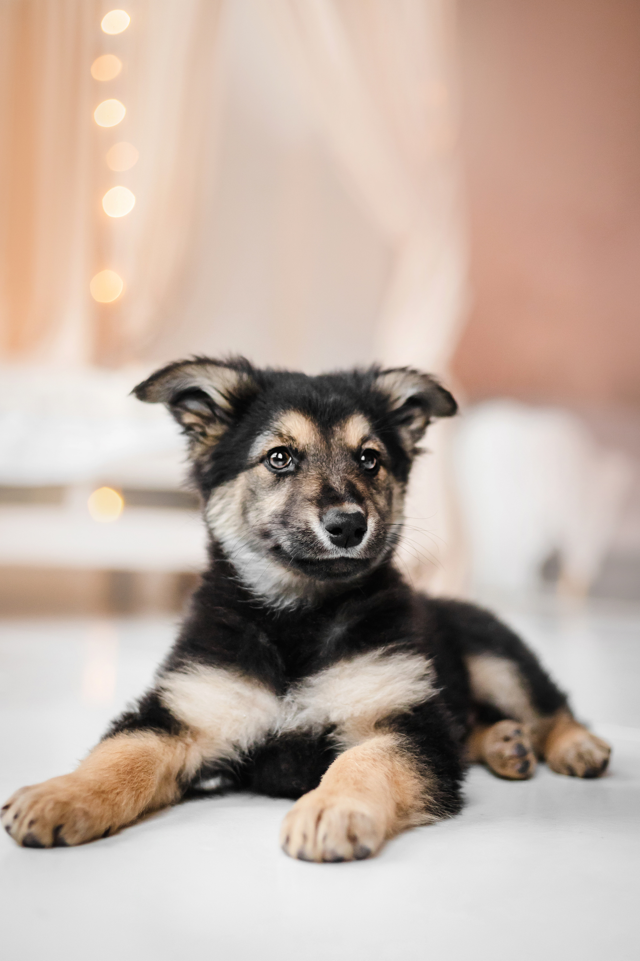 Фотосессия щенков Сатин и Нильс в студии