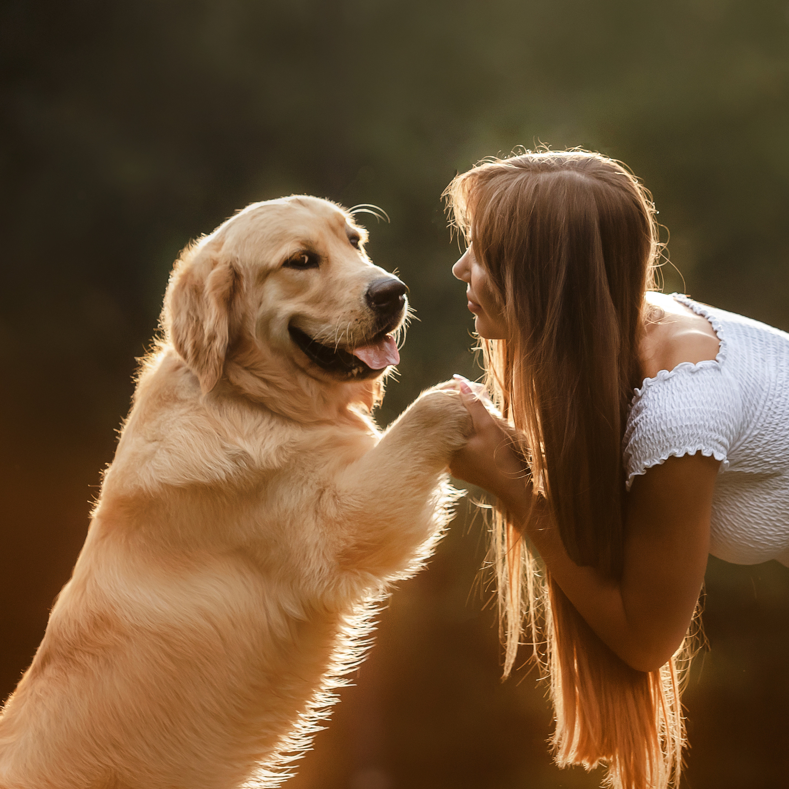 Фотосессия с щенком золотистого ретривера
