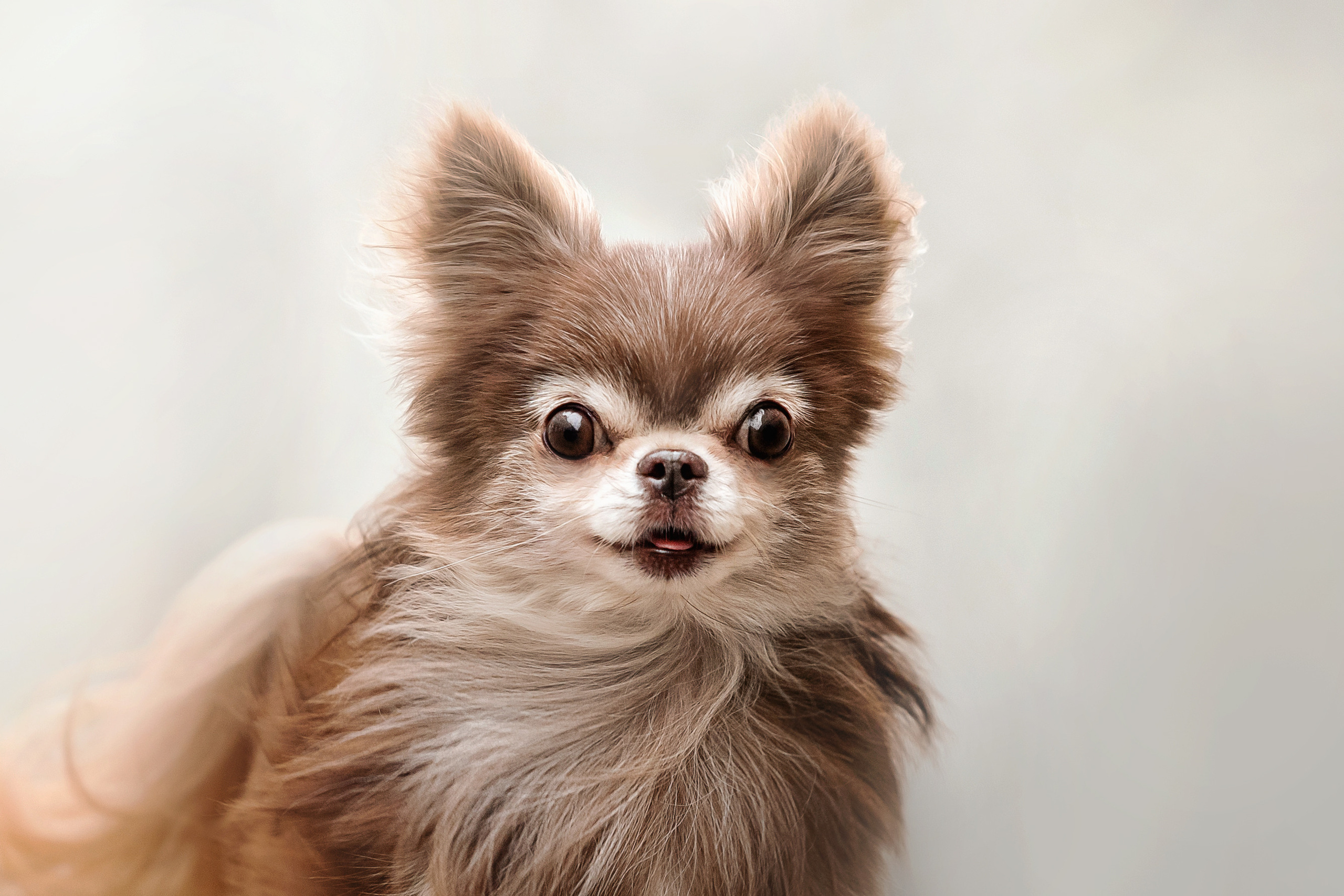 Фотосессия с чихуахуа в центре Москвы