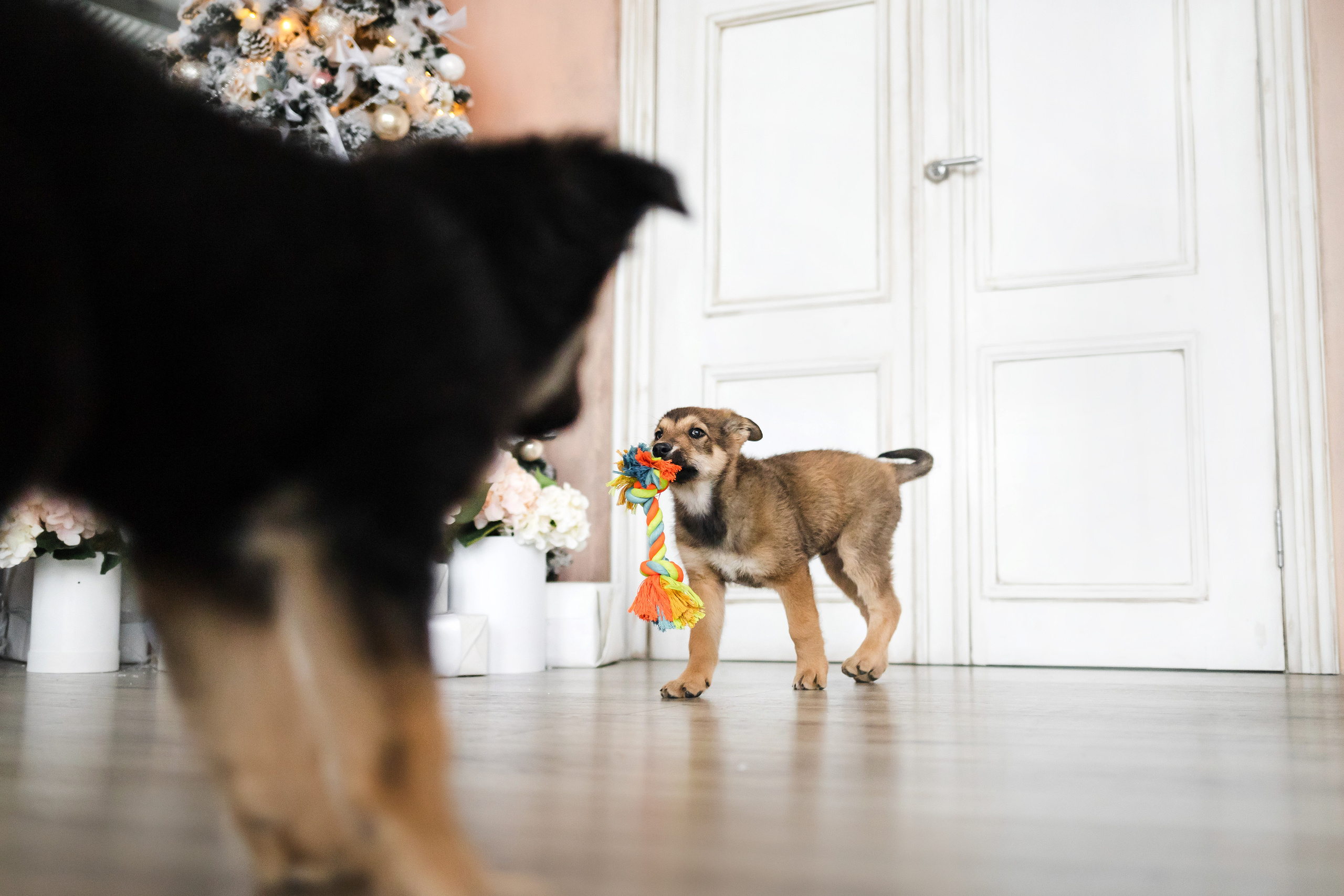 Фотосессия щенков Сатин и Нильс в студии