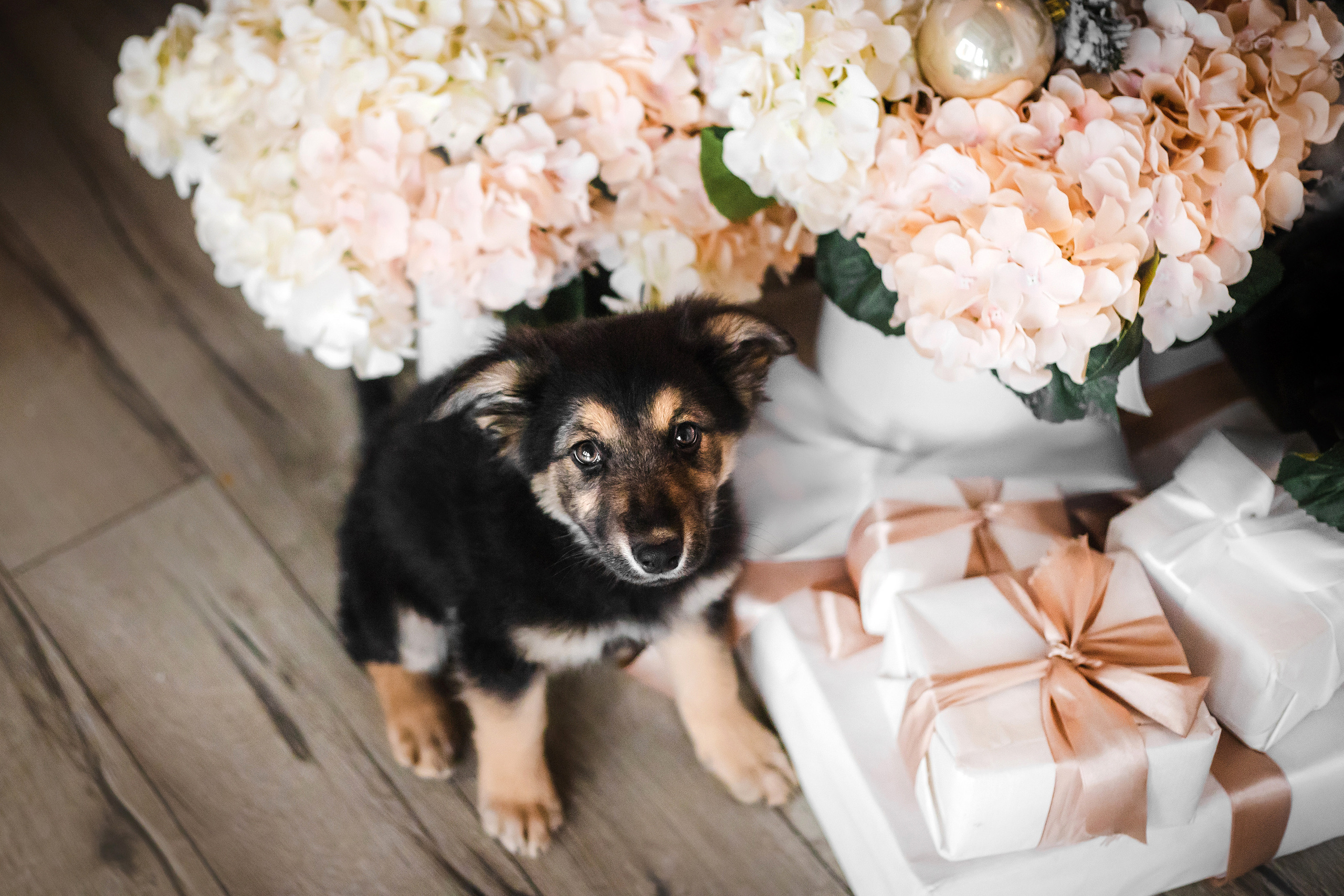 Фотосессия щенков Сатин и Нильс в студии