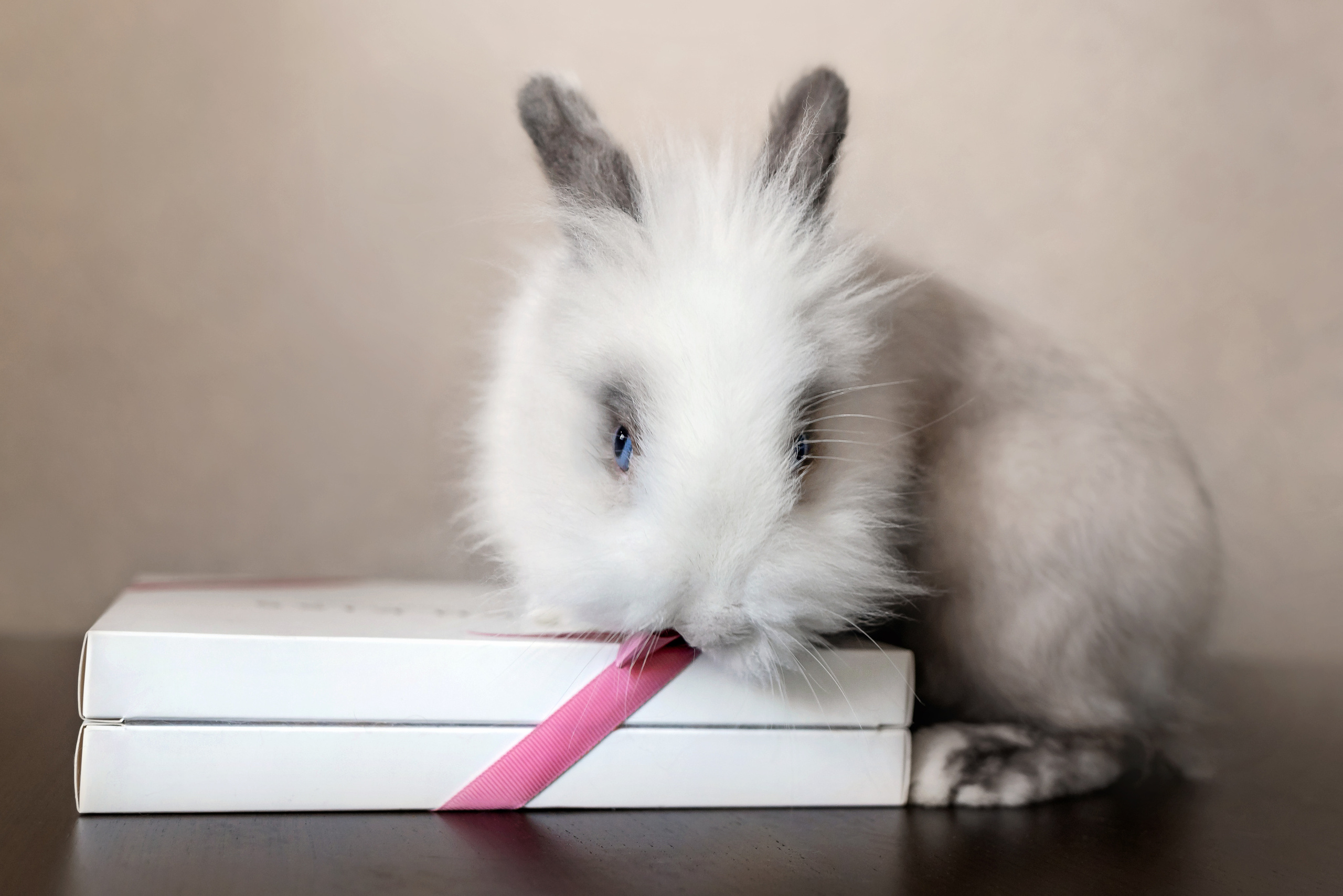 Фотосессия с кошкой, собакой и кроликом