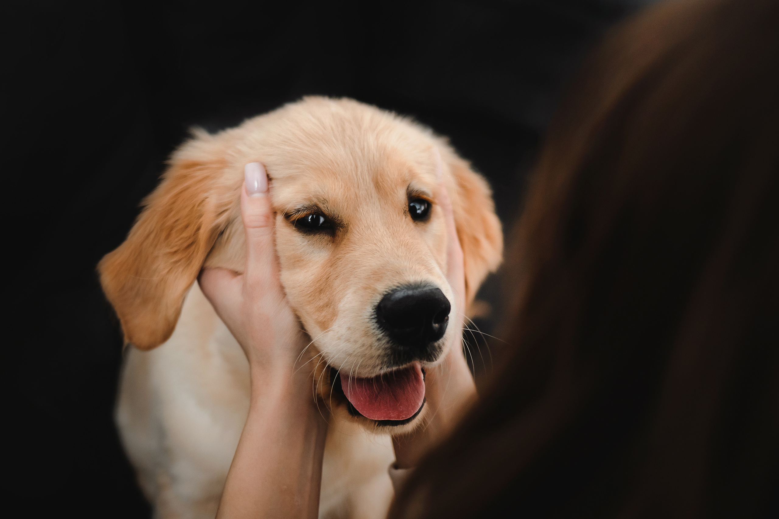 фотосессия для щенка