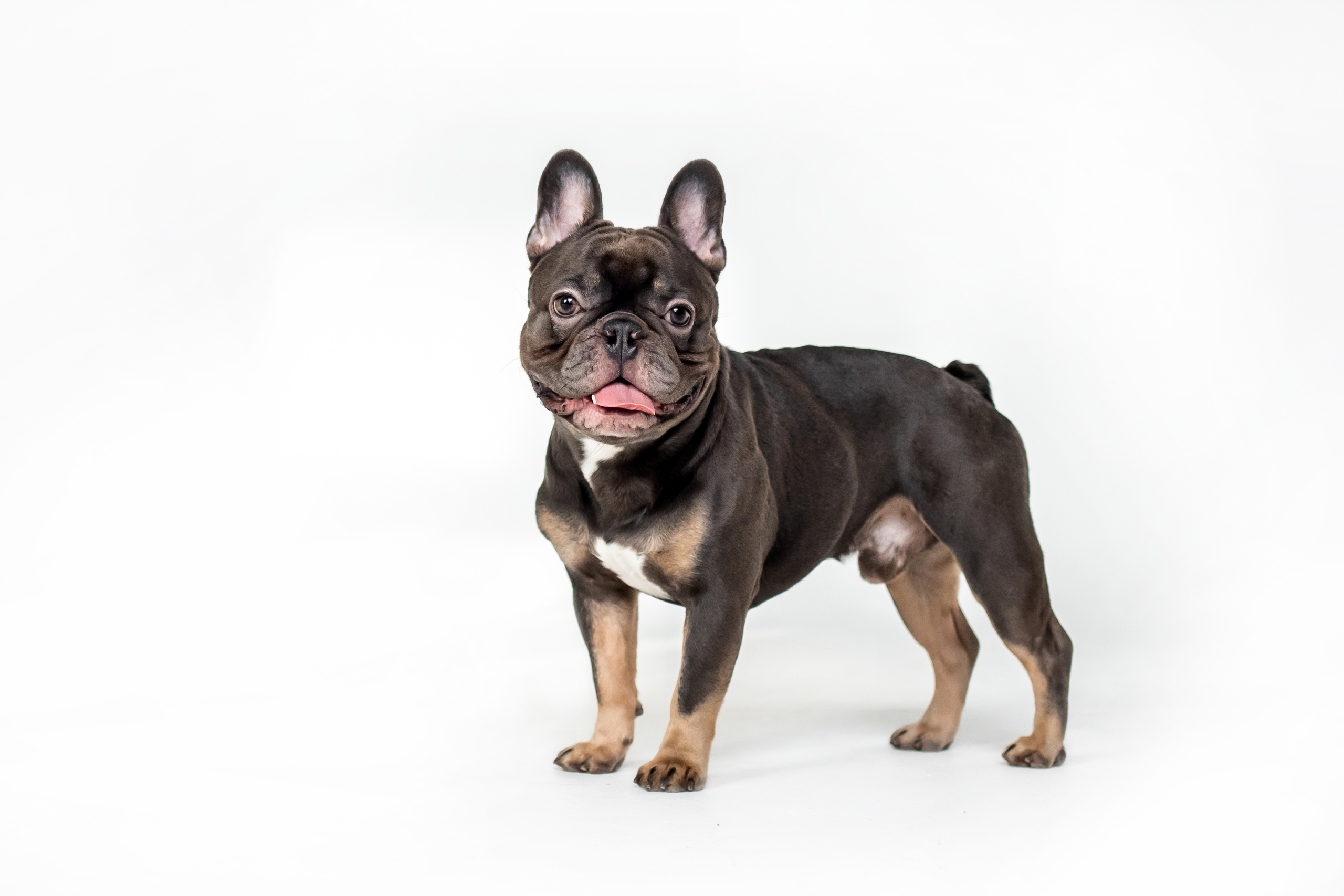 Фотосессия бульдогов Лео и Марса в догфрендли студии