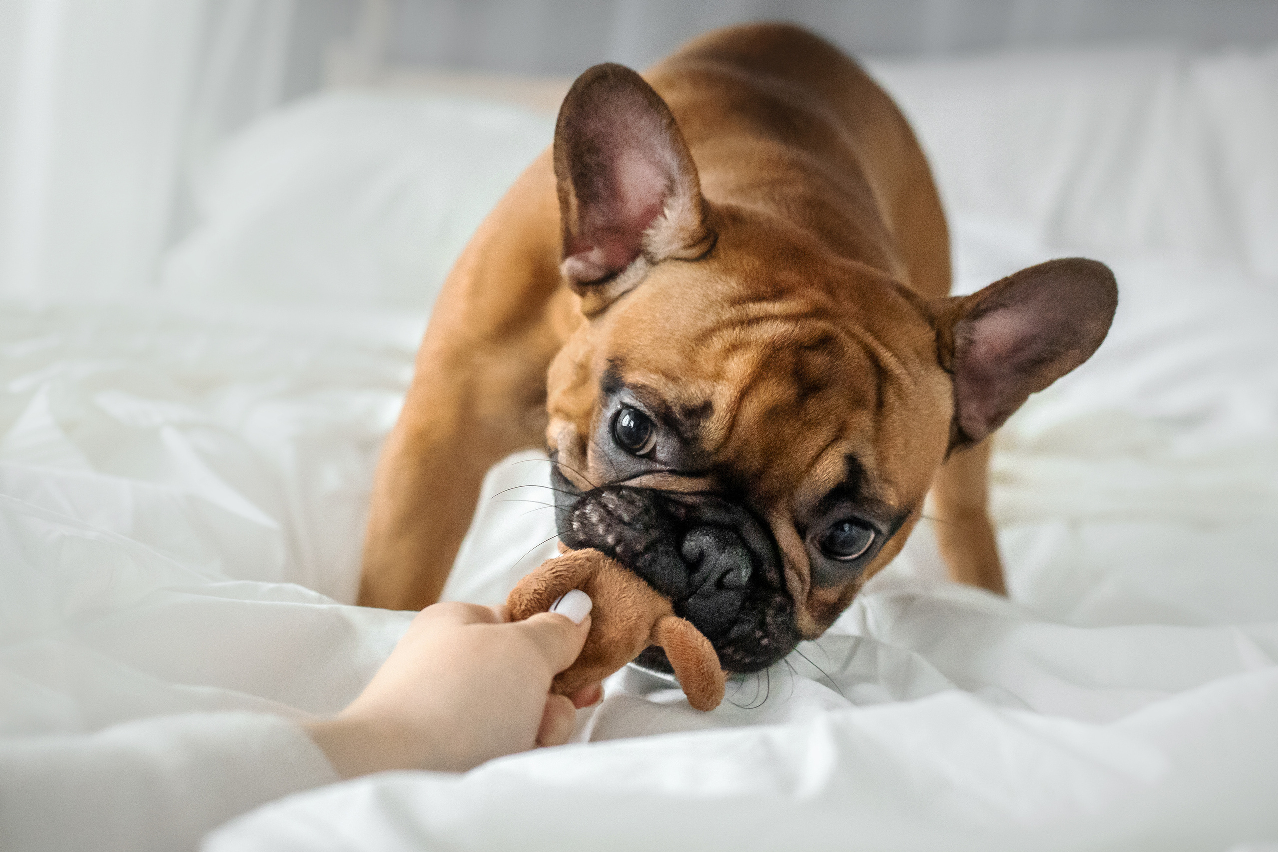 Фотосессия бульдогов Лео и Марса в догфрендли студии