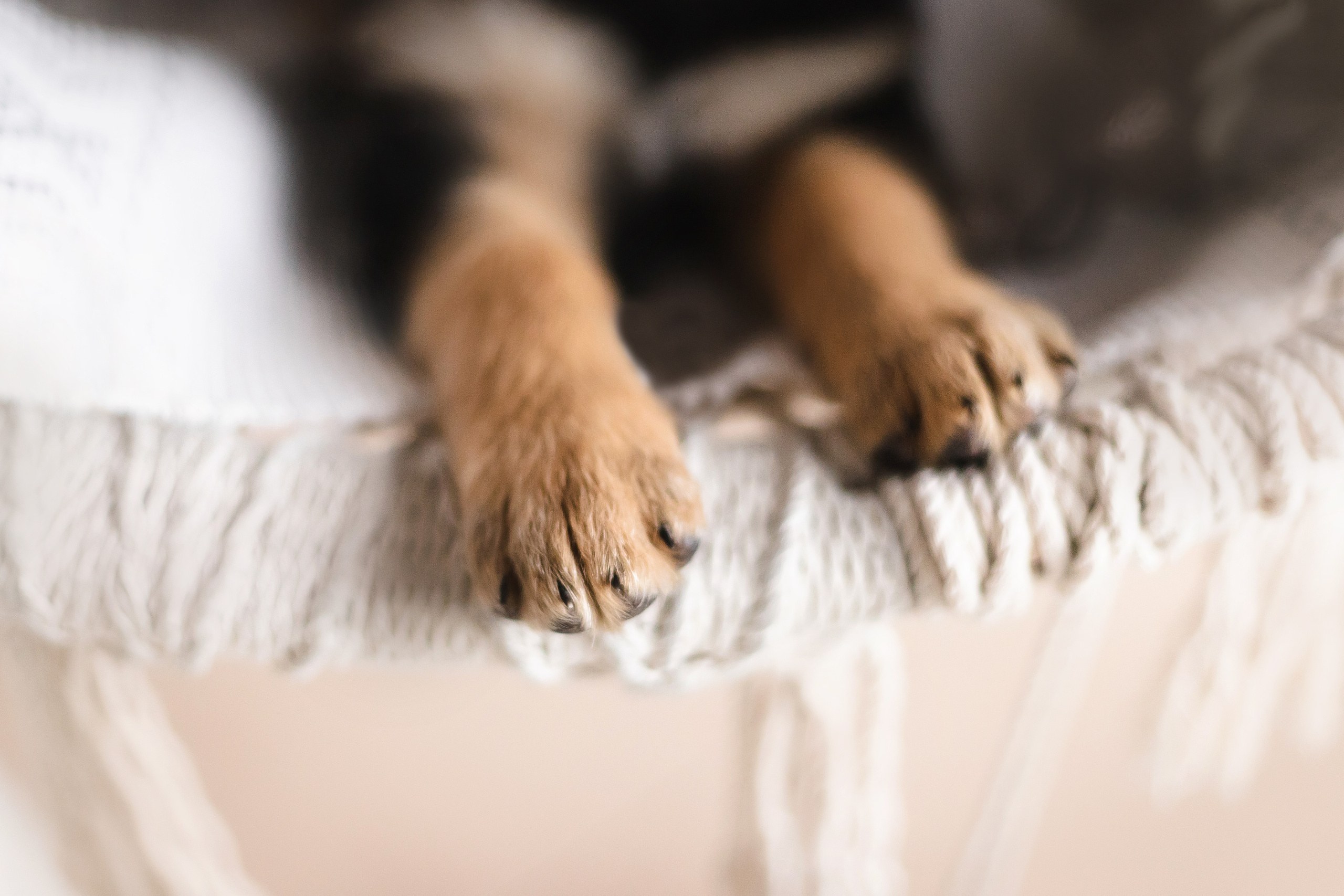 Фотосессия щенков Сатин и Нильс в студии