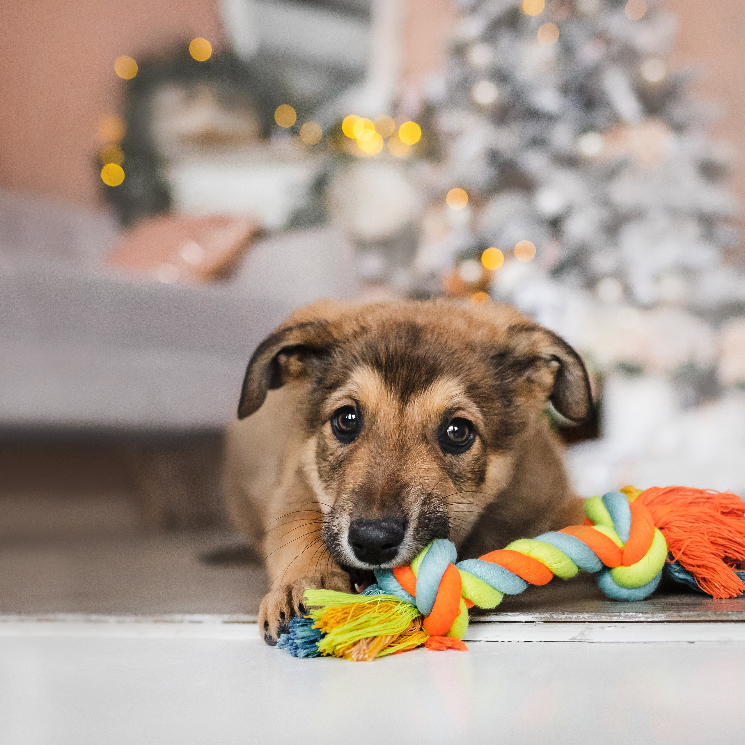 Фотосессия щенков Сатин и Нильс в студии
