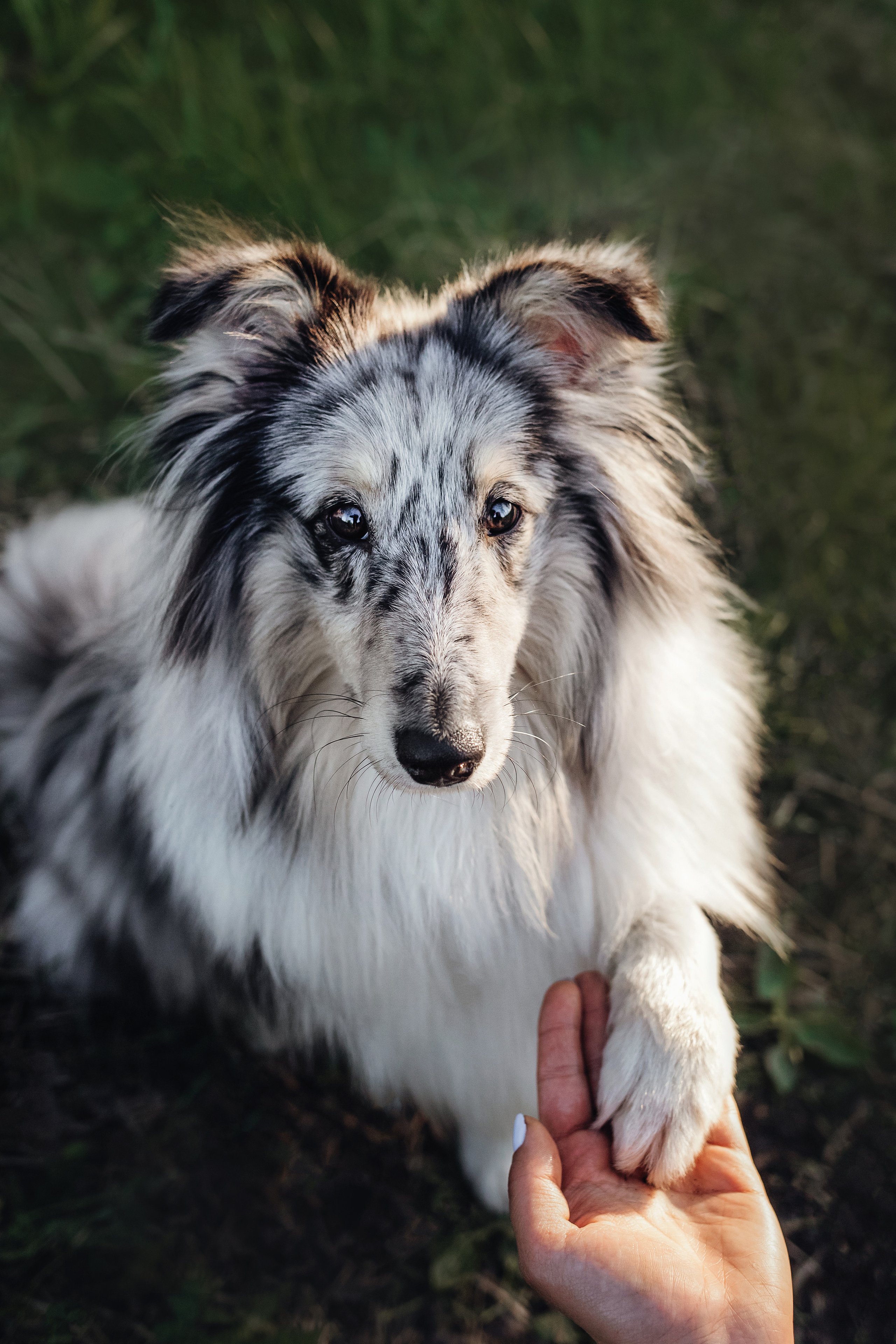 Фотосессия с шелти Скаем