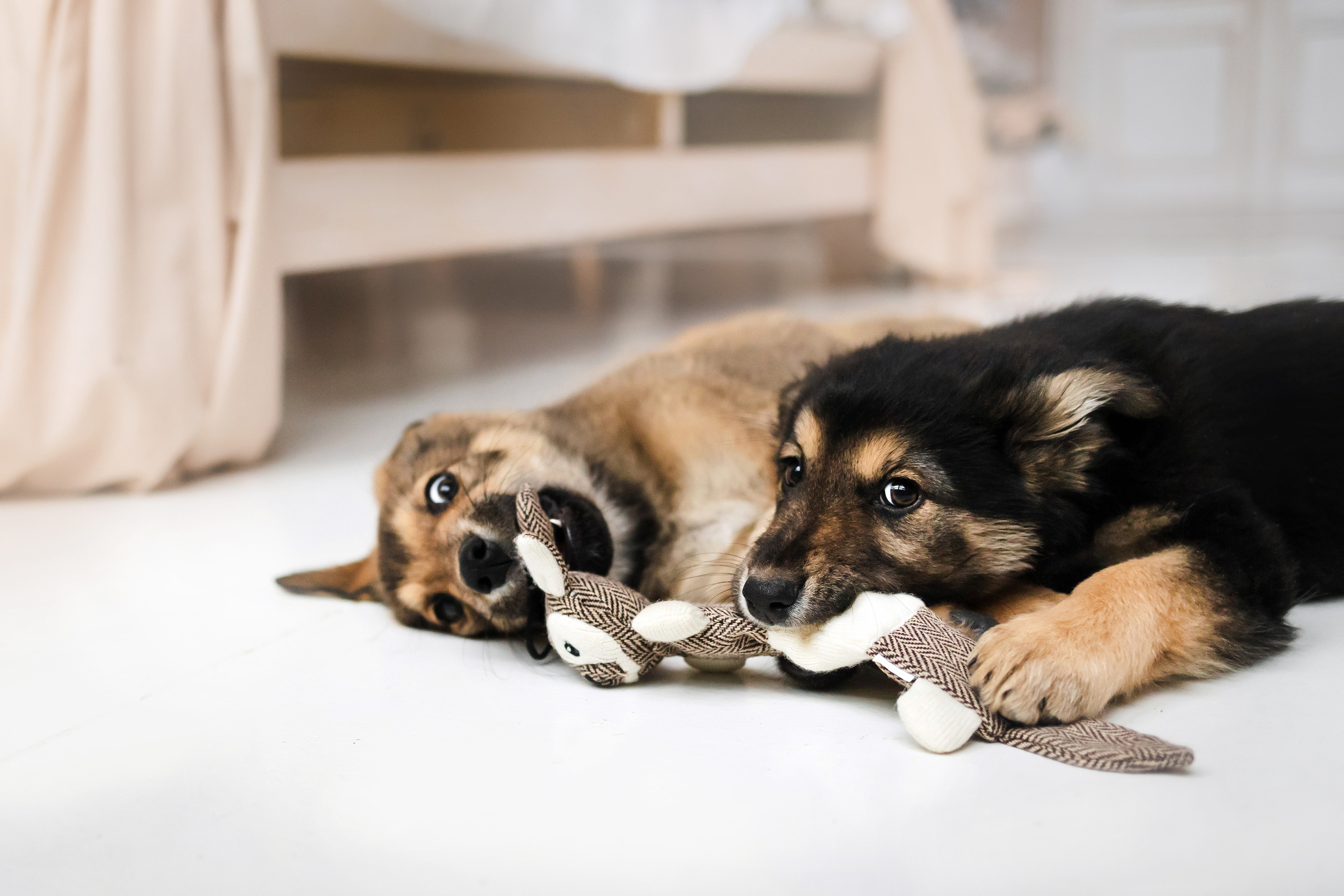 Фотосессия щенков Сатин и Нильс в студии