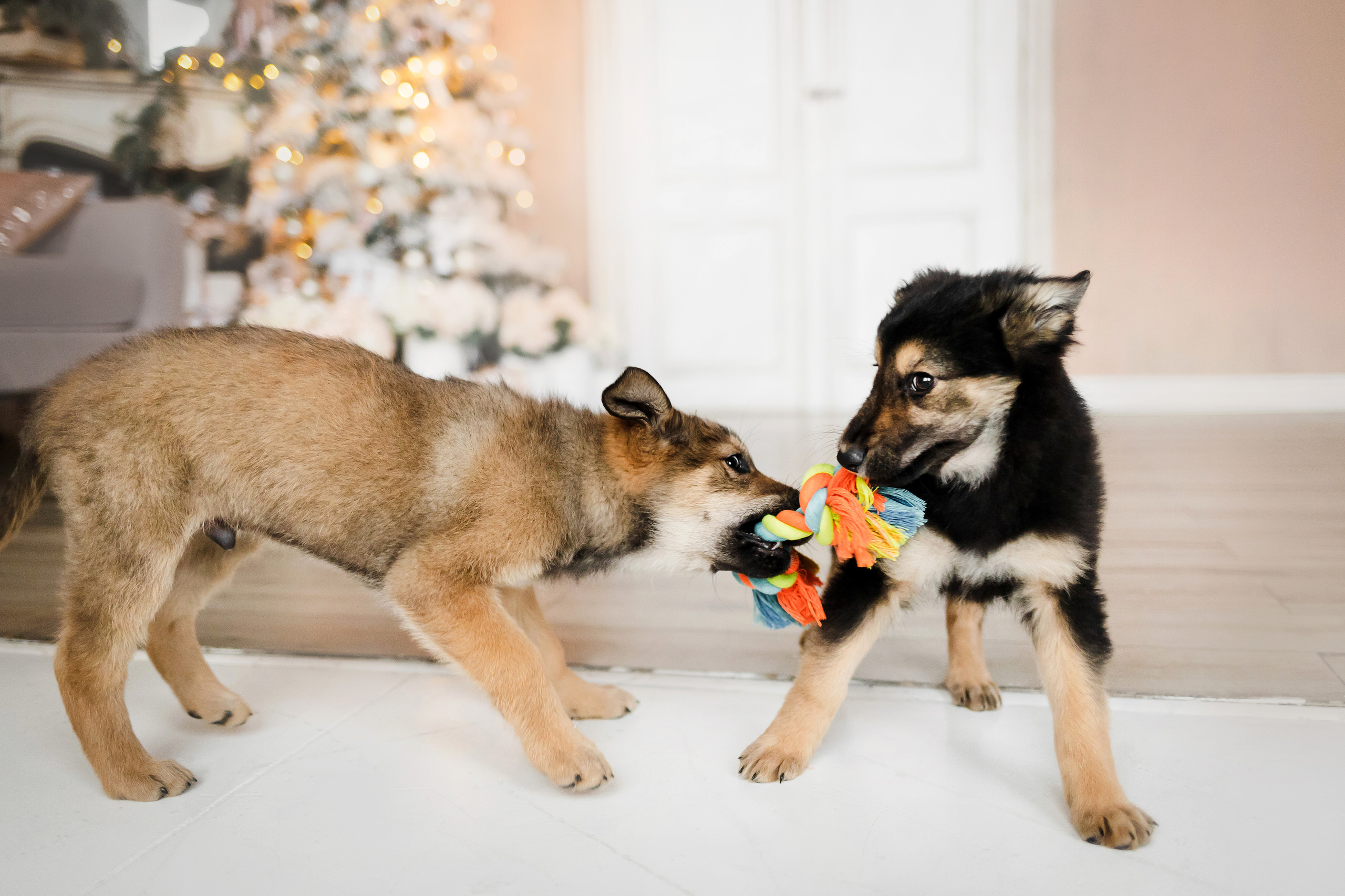 Фотосессия щенков Сатин и Нильс в студии