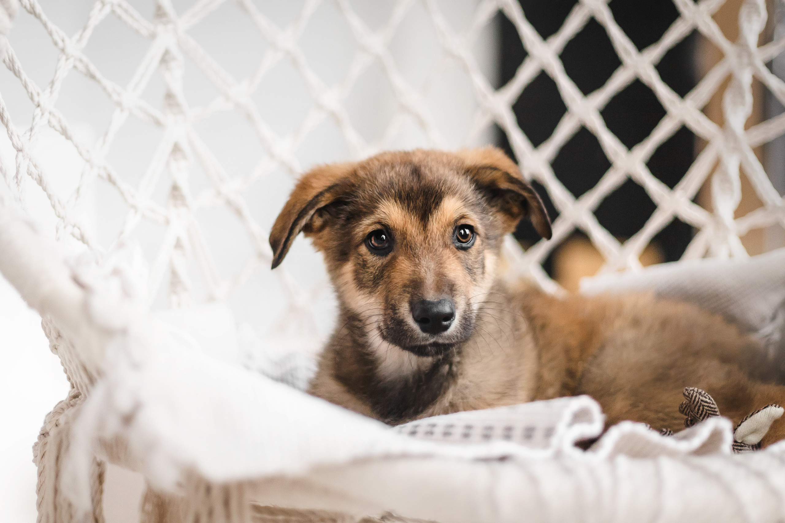 Фотосессия щенков Сатин и Нильс в студии