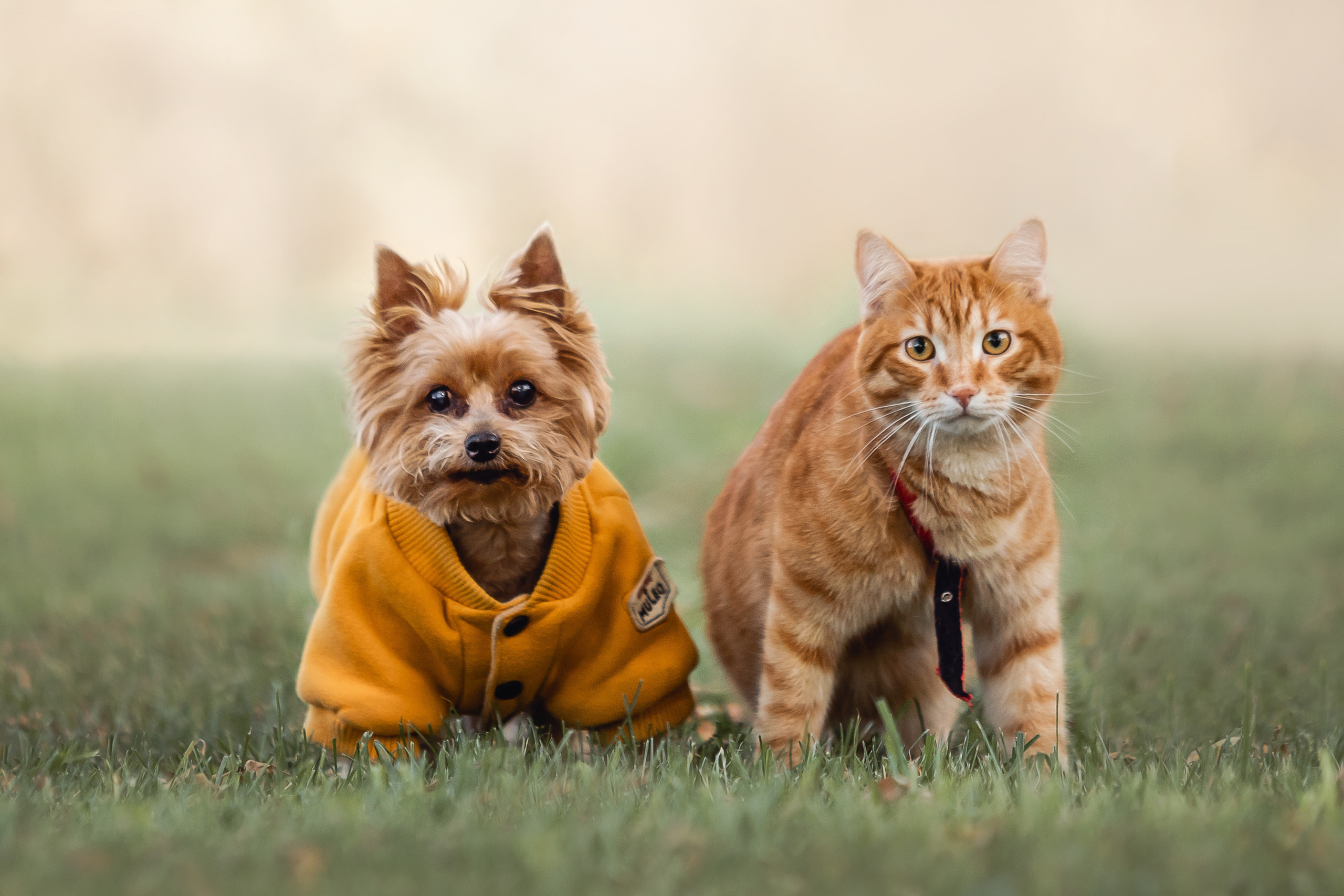 Фотосессия с собакой и котом. Ира, йорк Филя и кот Леброн