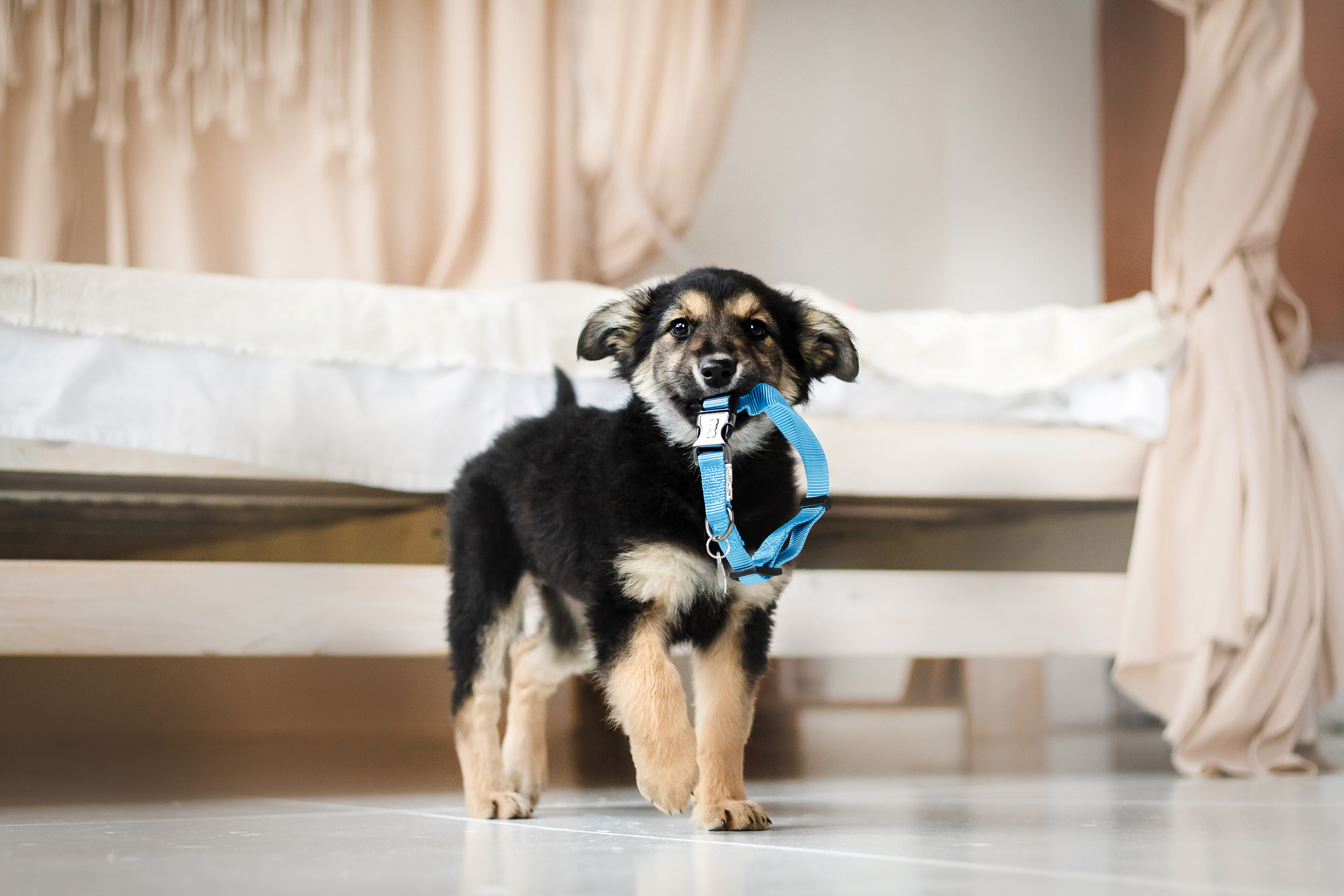 Фотосессия щенков Сатин и Нильс в студии