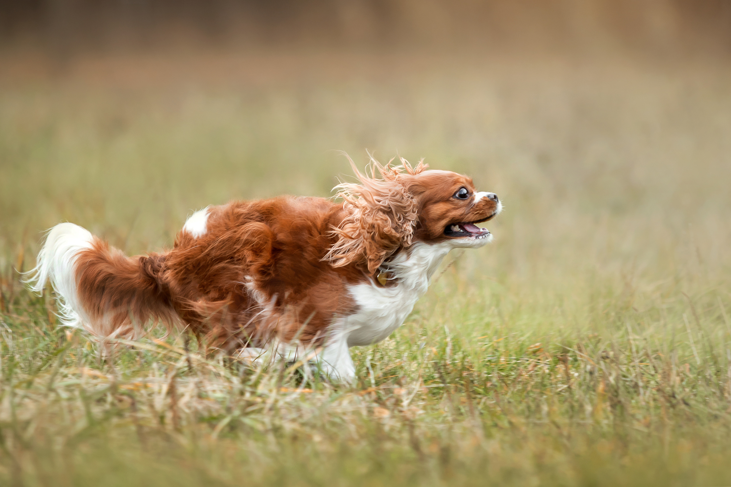 Фотосессия с ребенком и собакой