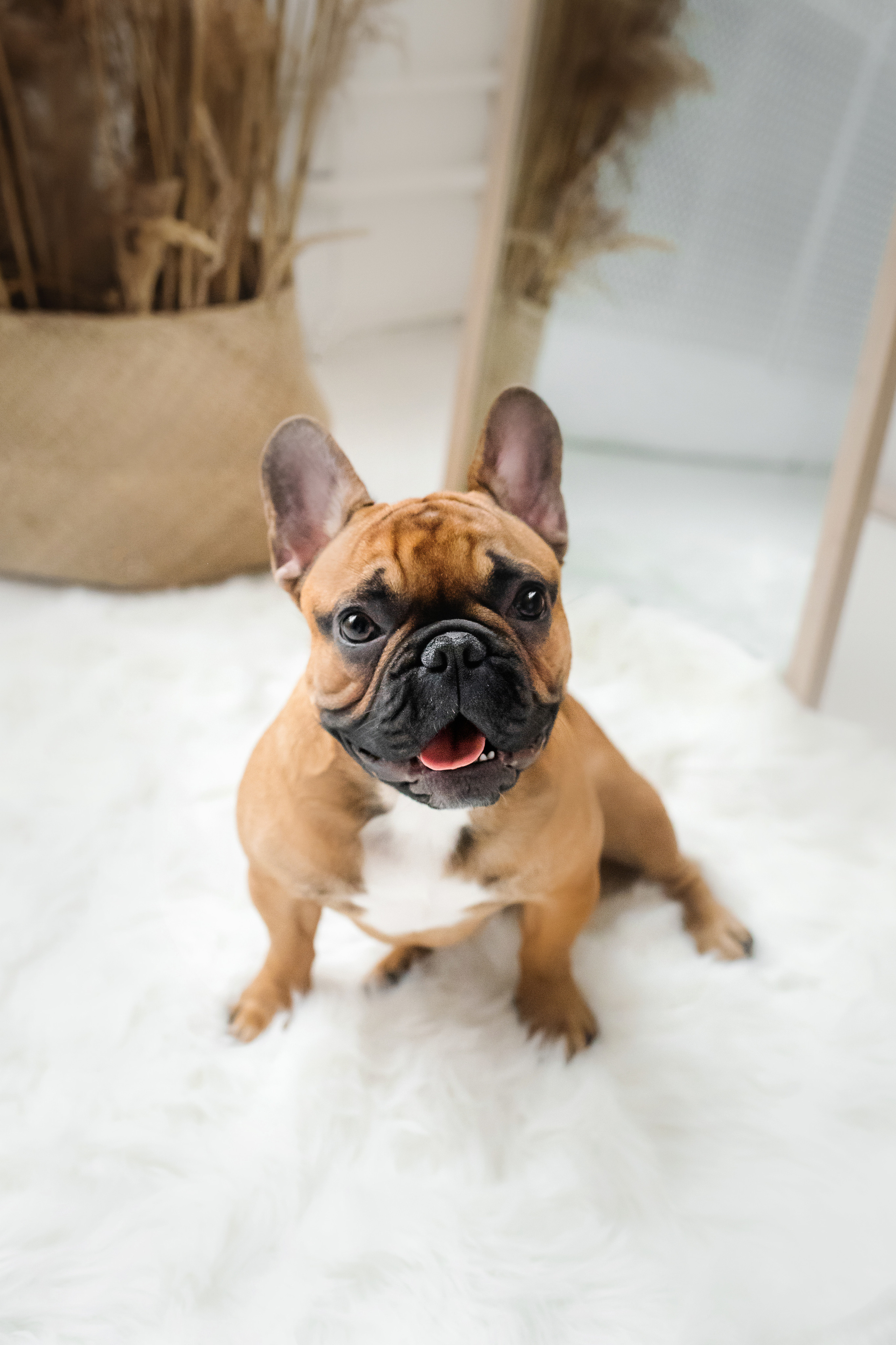 Фотосессия бульдогов Лео и Марса в догфрендли студии