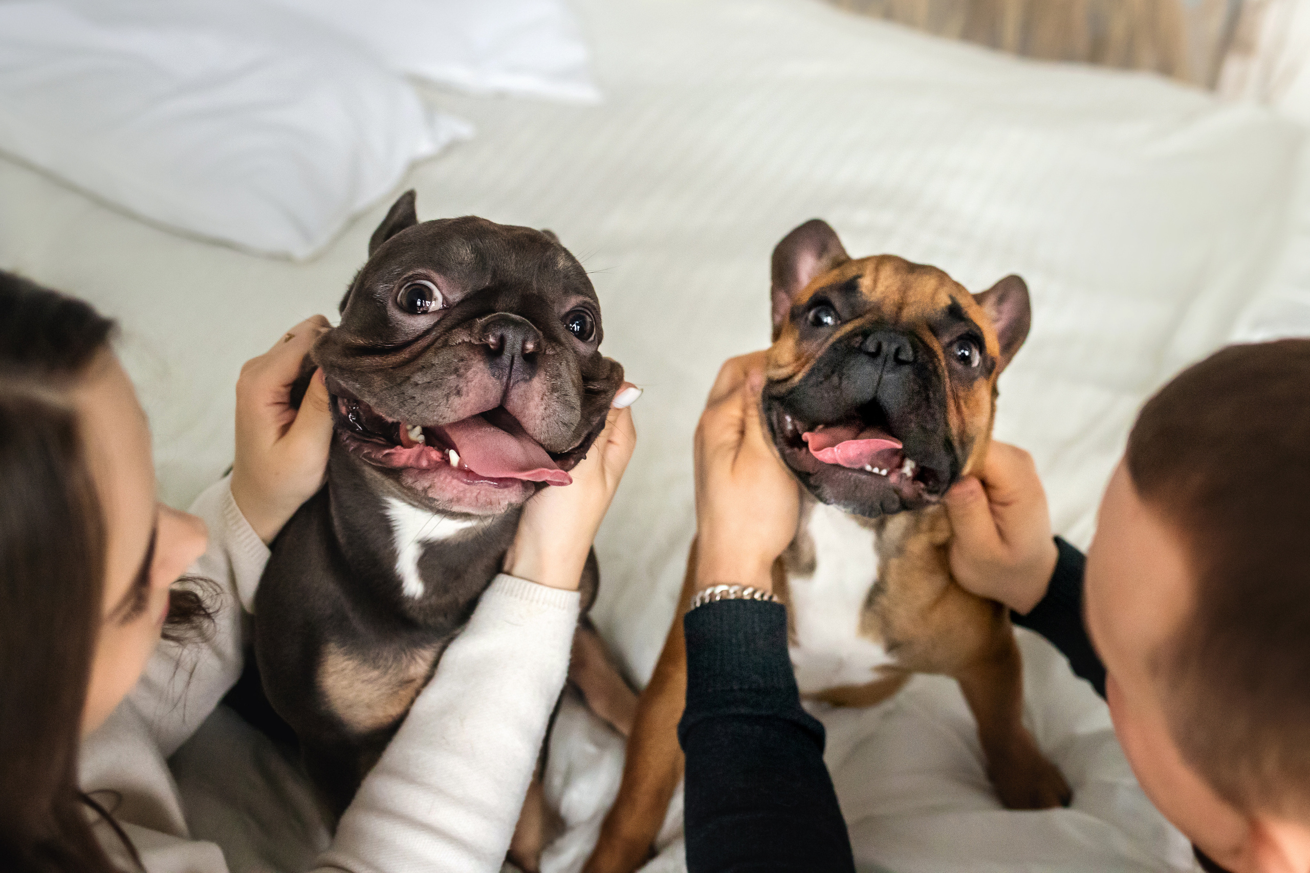 Фотосессия бульдогов Лео и Марса в догфрендли студии