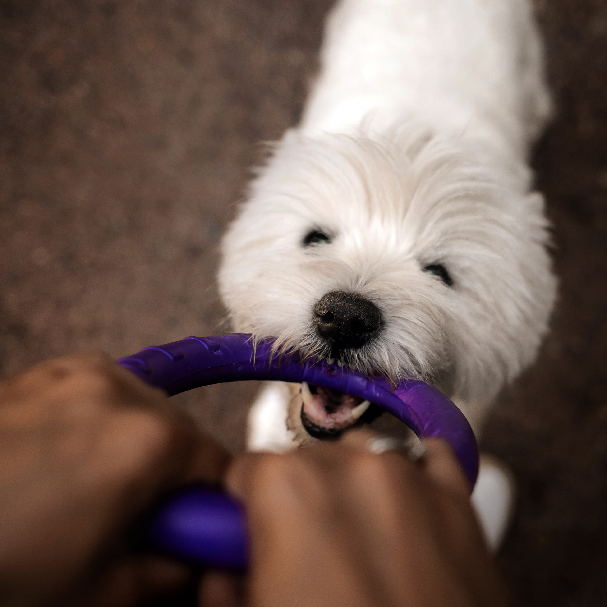 Перся и его семья в Ботаническом лесу